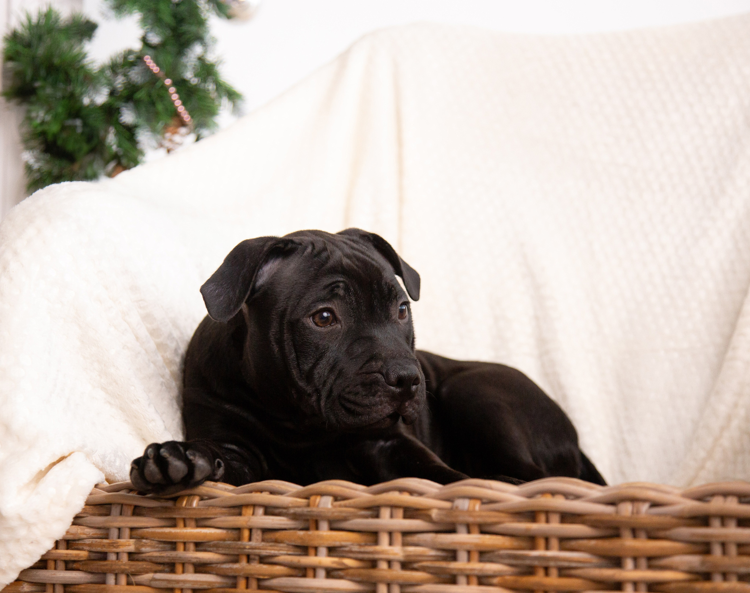 Новогодние малыши. Фотограф Анималист в Перми Анастасия Остерман