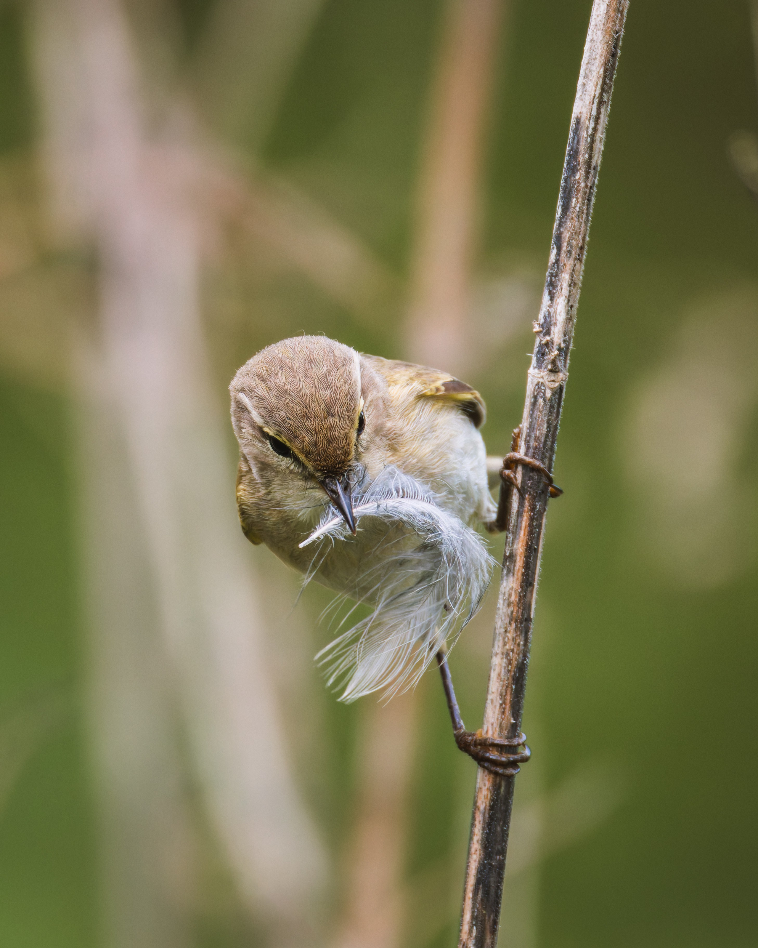 Lipetsk 2025. Anton Chernov | Wildlife photographer