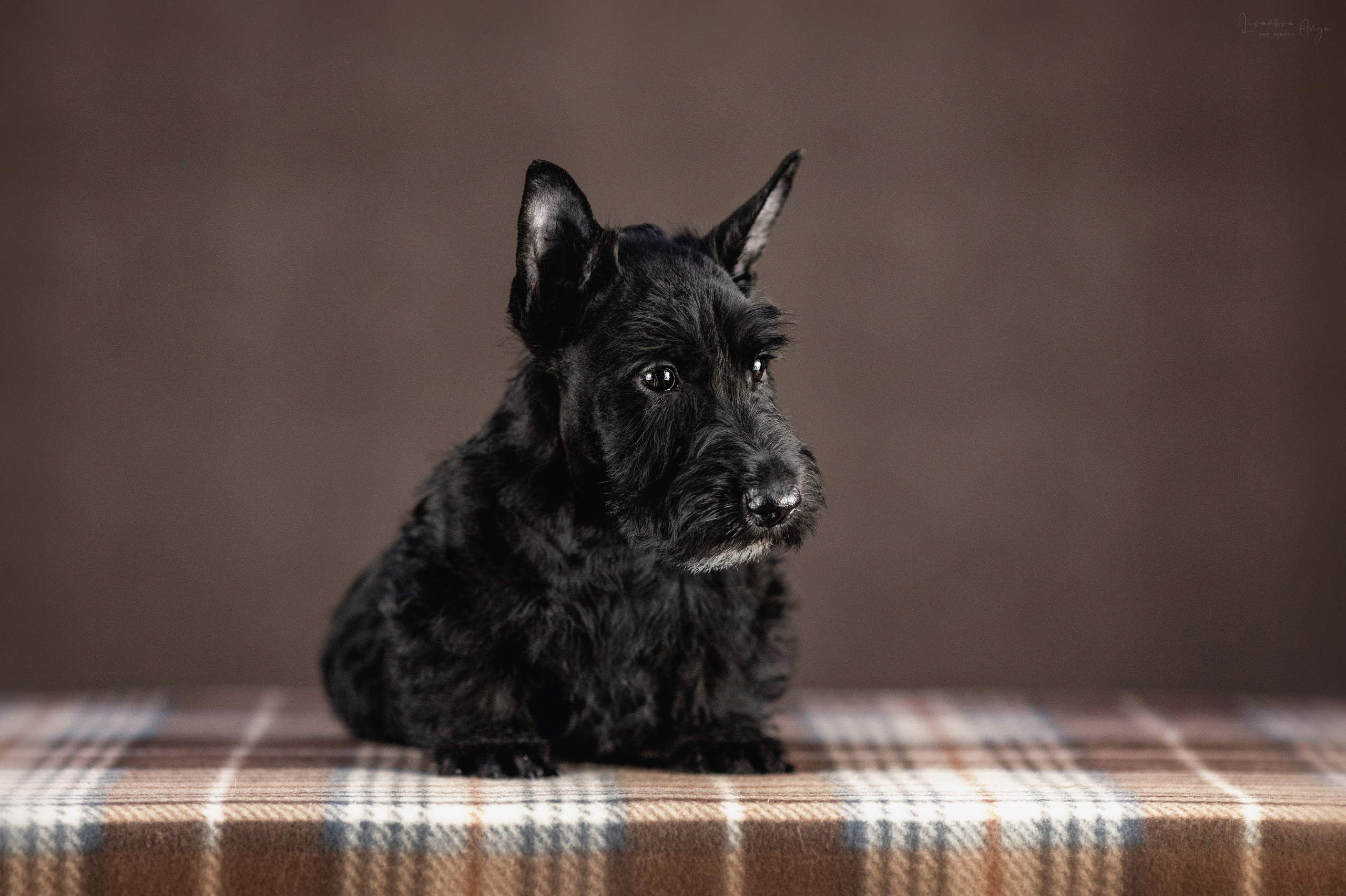 Скотчики. Фотограф анималист Аня Ливанова | Рыбинск