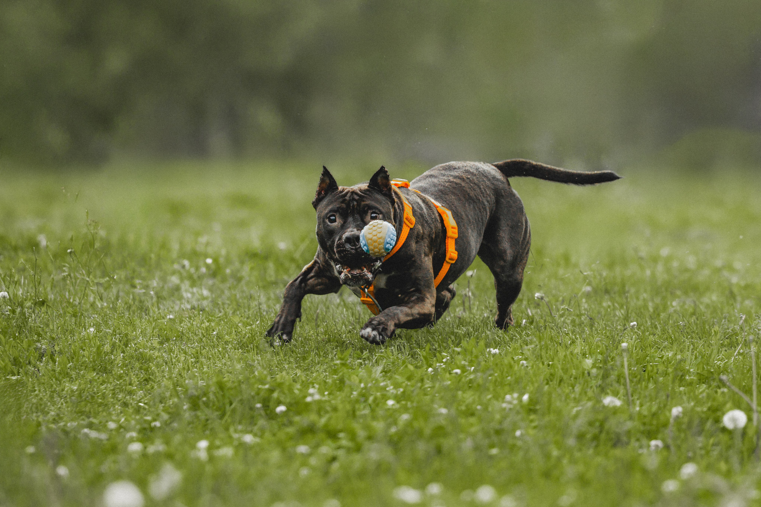 Паша, Хайди и Тея