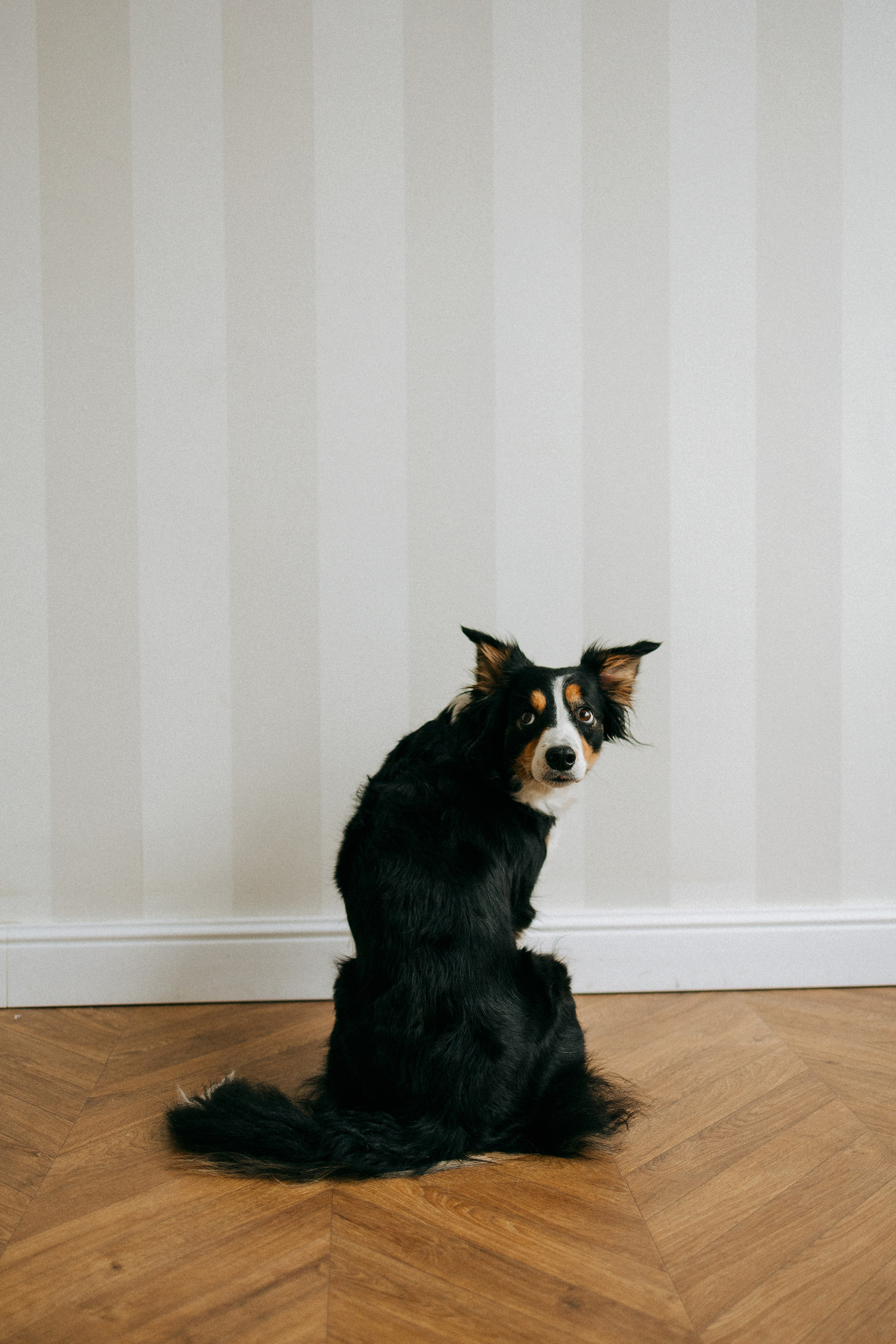 Цунами, Теон и Женя. Фотограф анималист Анастасия Пикей