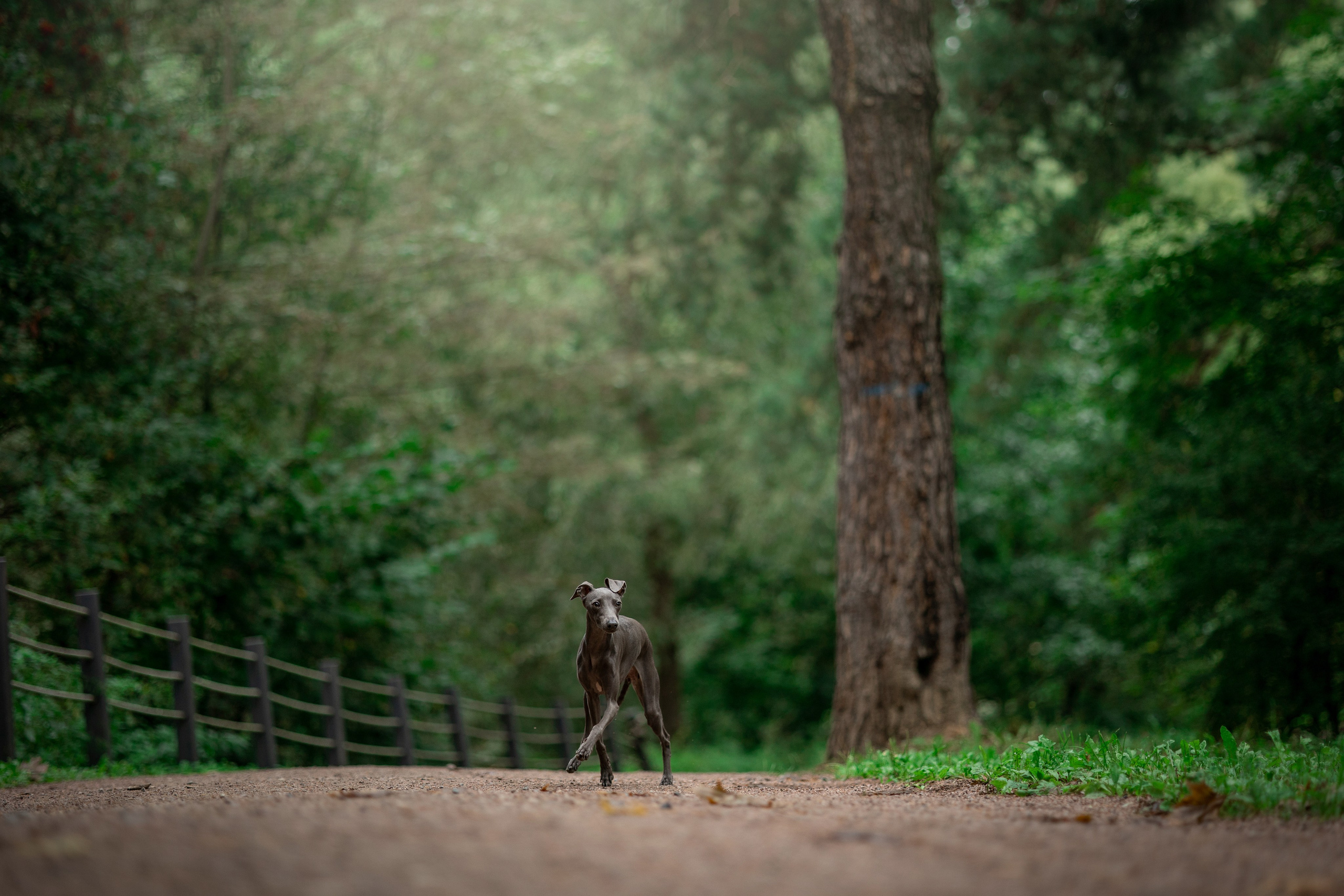 Лучик и ее семья. Фотограф — Анималист | Санкт-Петербург