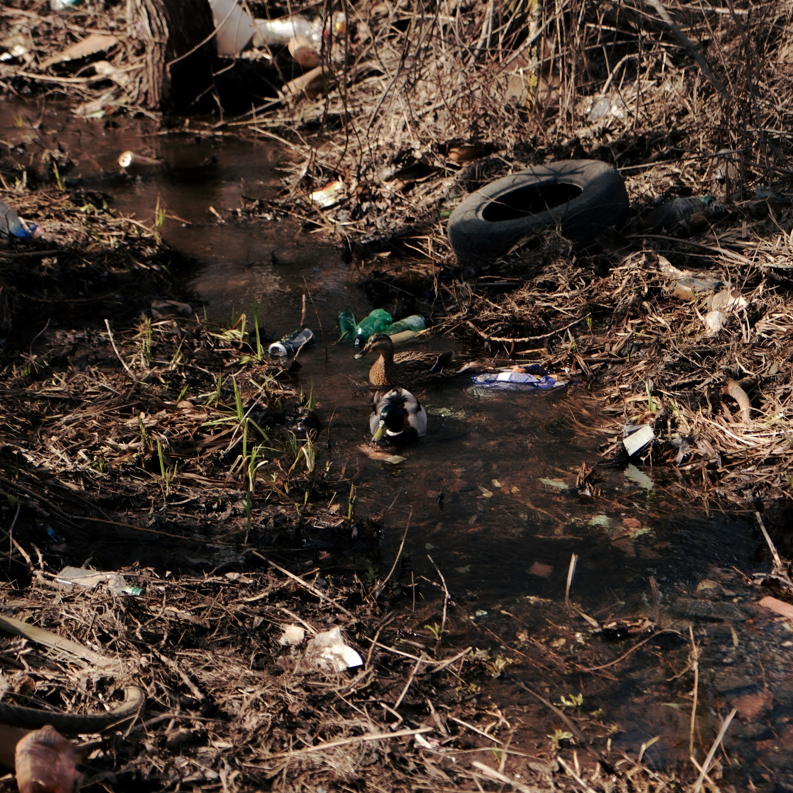 Фурманов, Апрель 2022