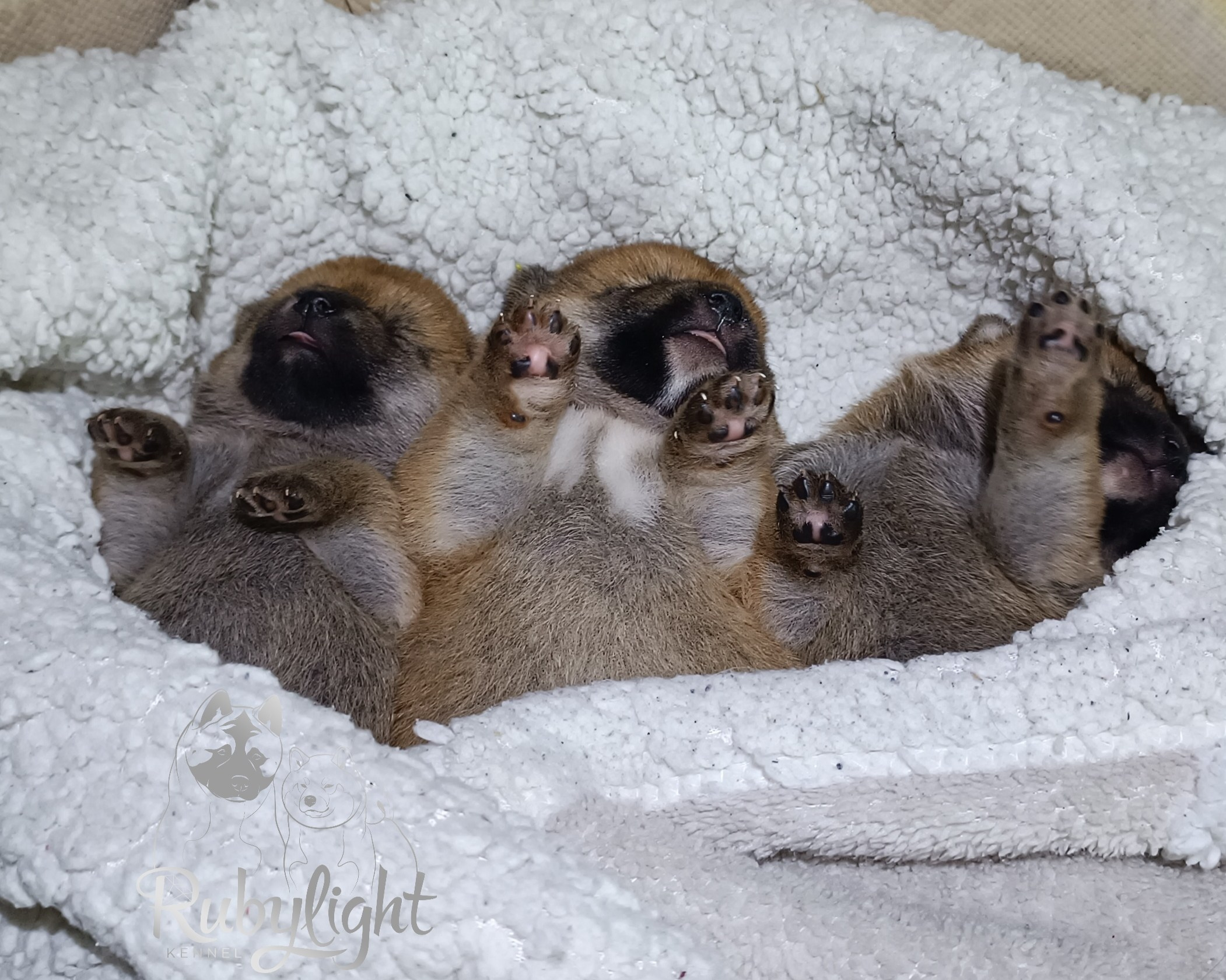 Сиба Помёт Е питомник Рубилайт