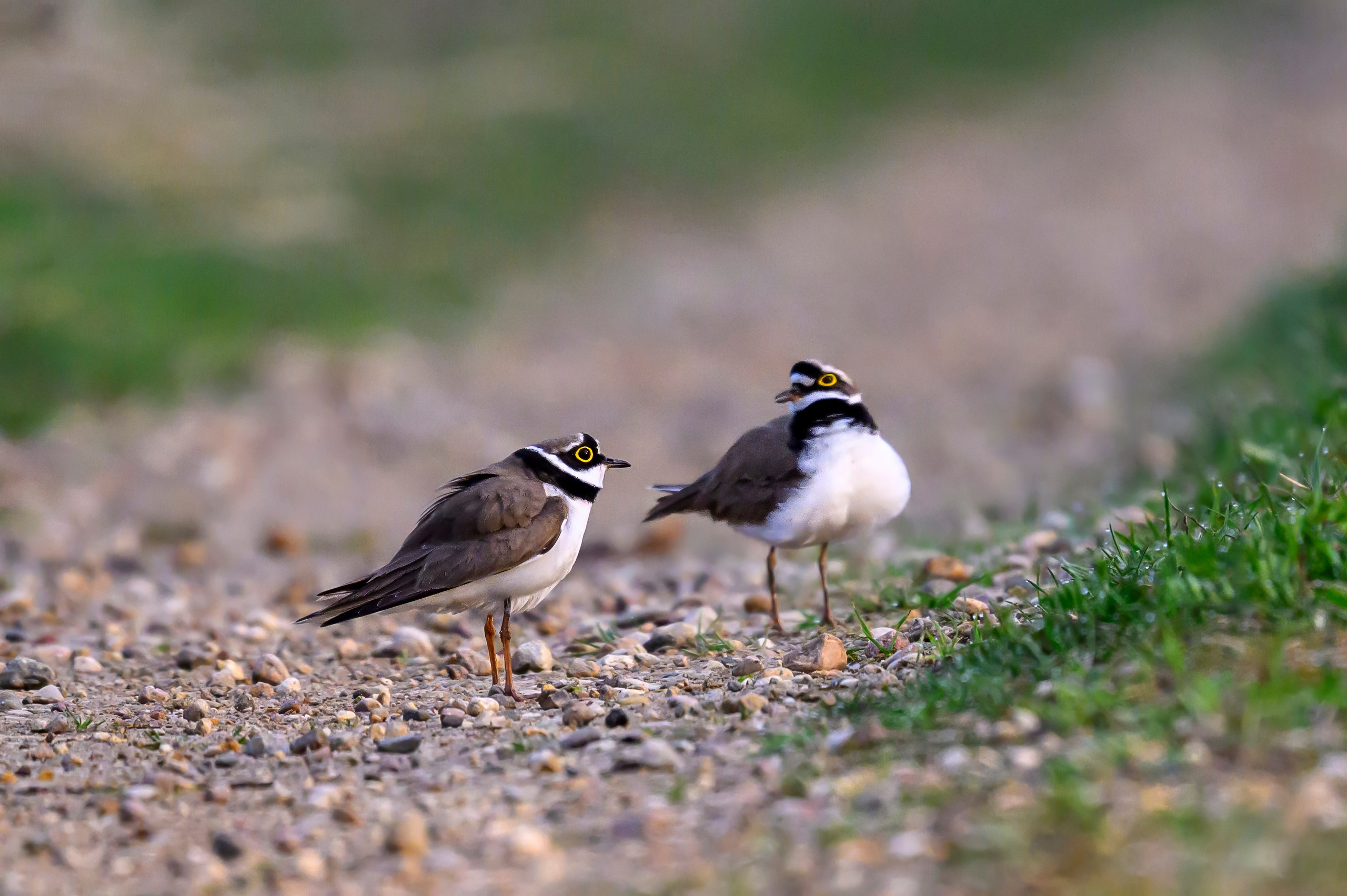Малый зуек. Wildlife photography by Sergey Puponin
