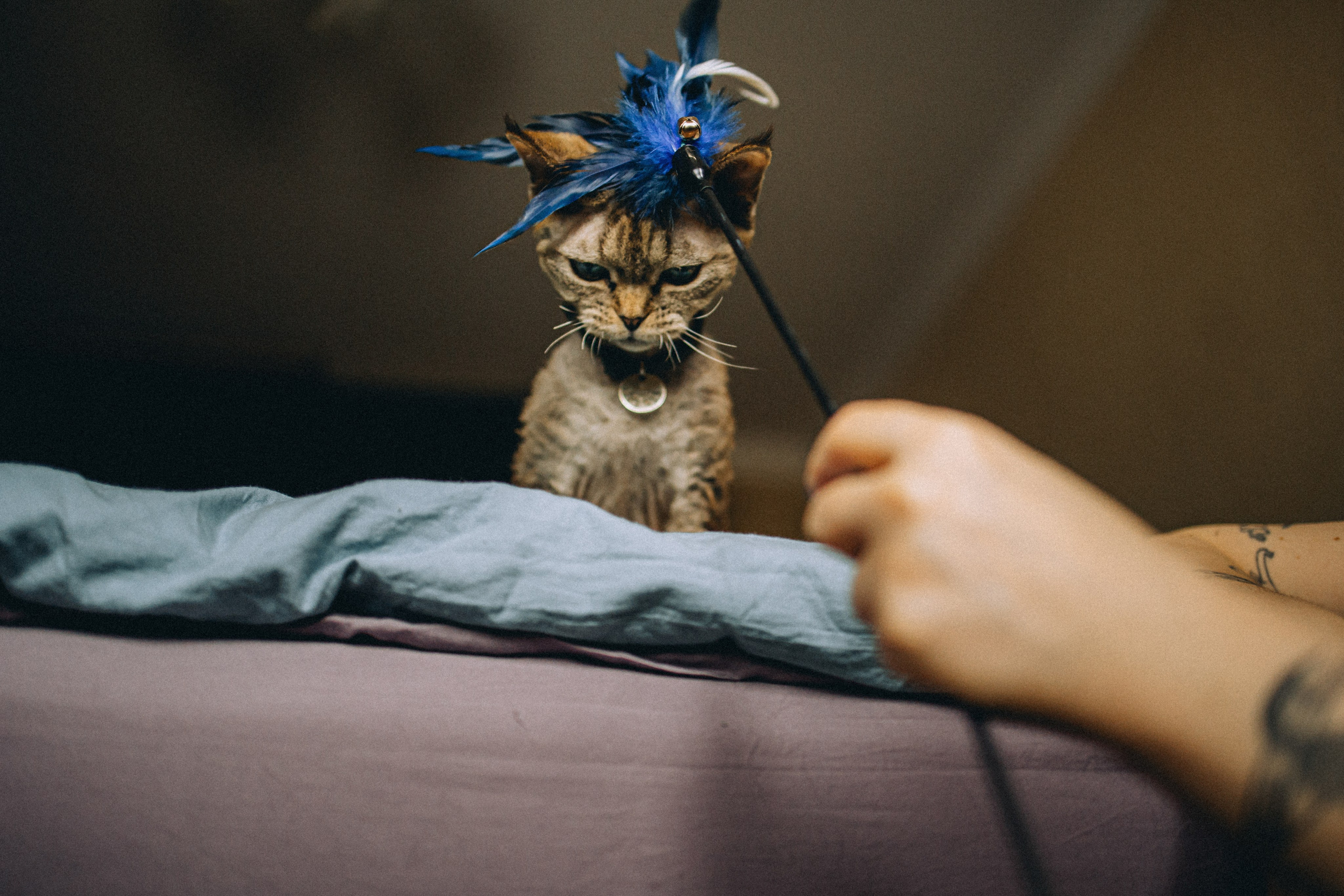 Гречка, Ковш и их семья