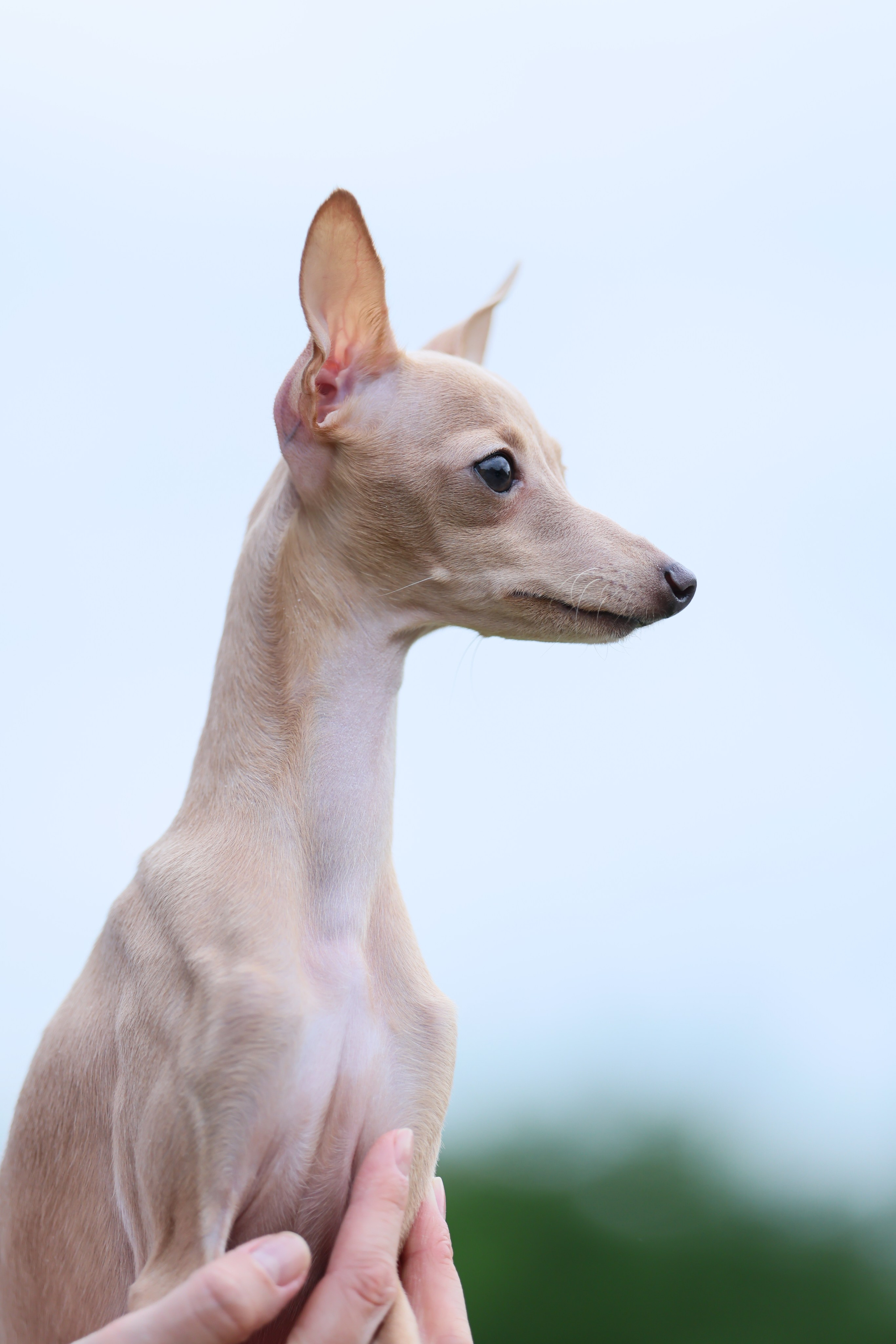 Кремовая Лекси. Professional Italian Greyhound Kennel RKF/FCI ASTI SAPPHIRE 💎 Sochi|St. Petersburg