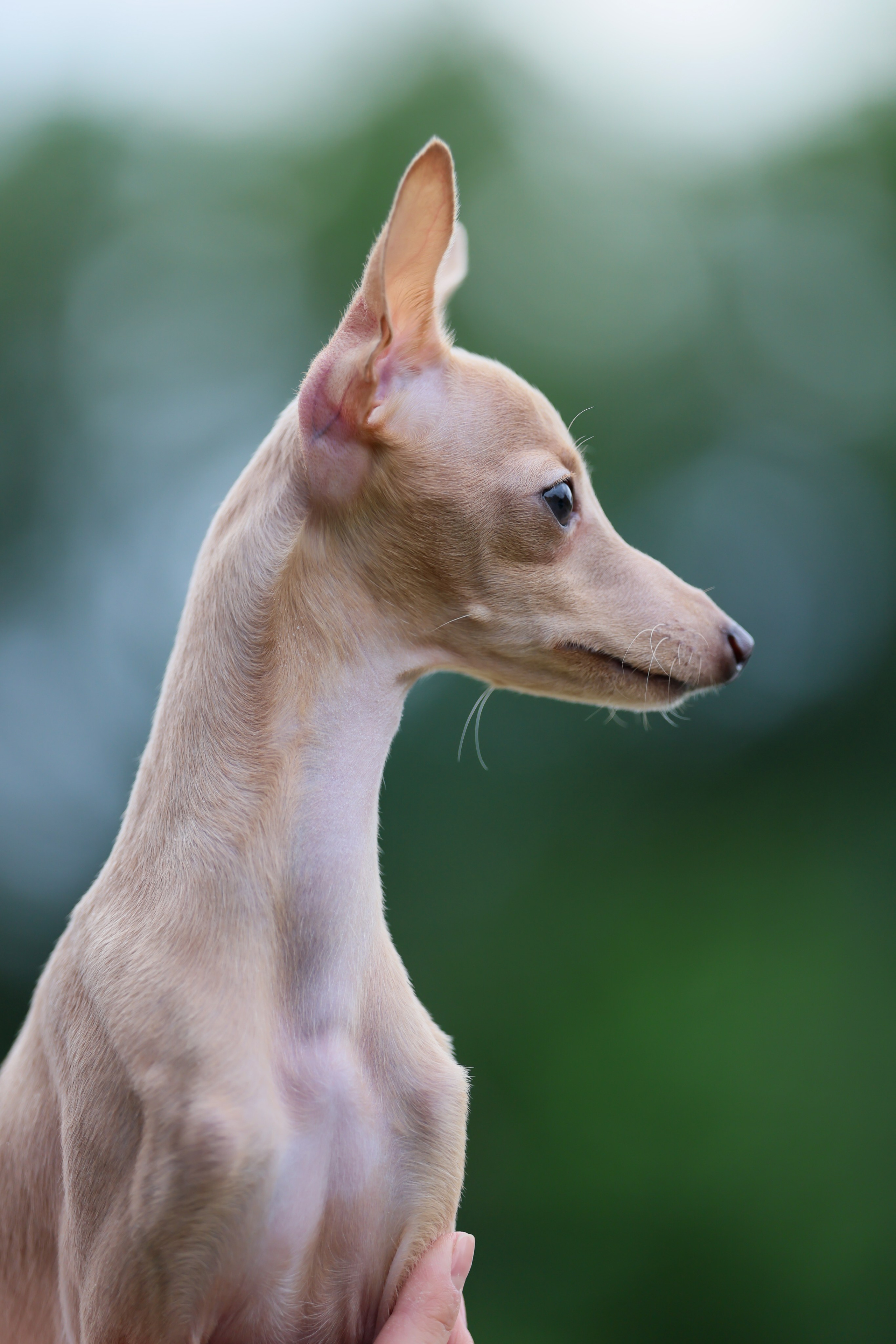 Кремовая Лекси. Professional Italian Greyhound Kennel RKF/FCI ASTI SAPPHIRE 💎 Sochi|St. Petersburg