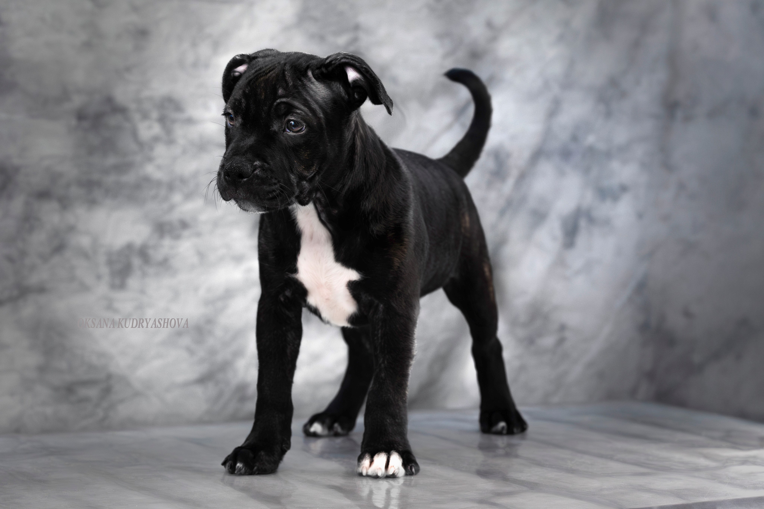 Щенки Стаффбуль. Фотограф 📸 анималист, предметный, репортажный