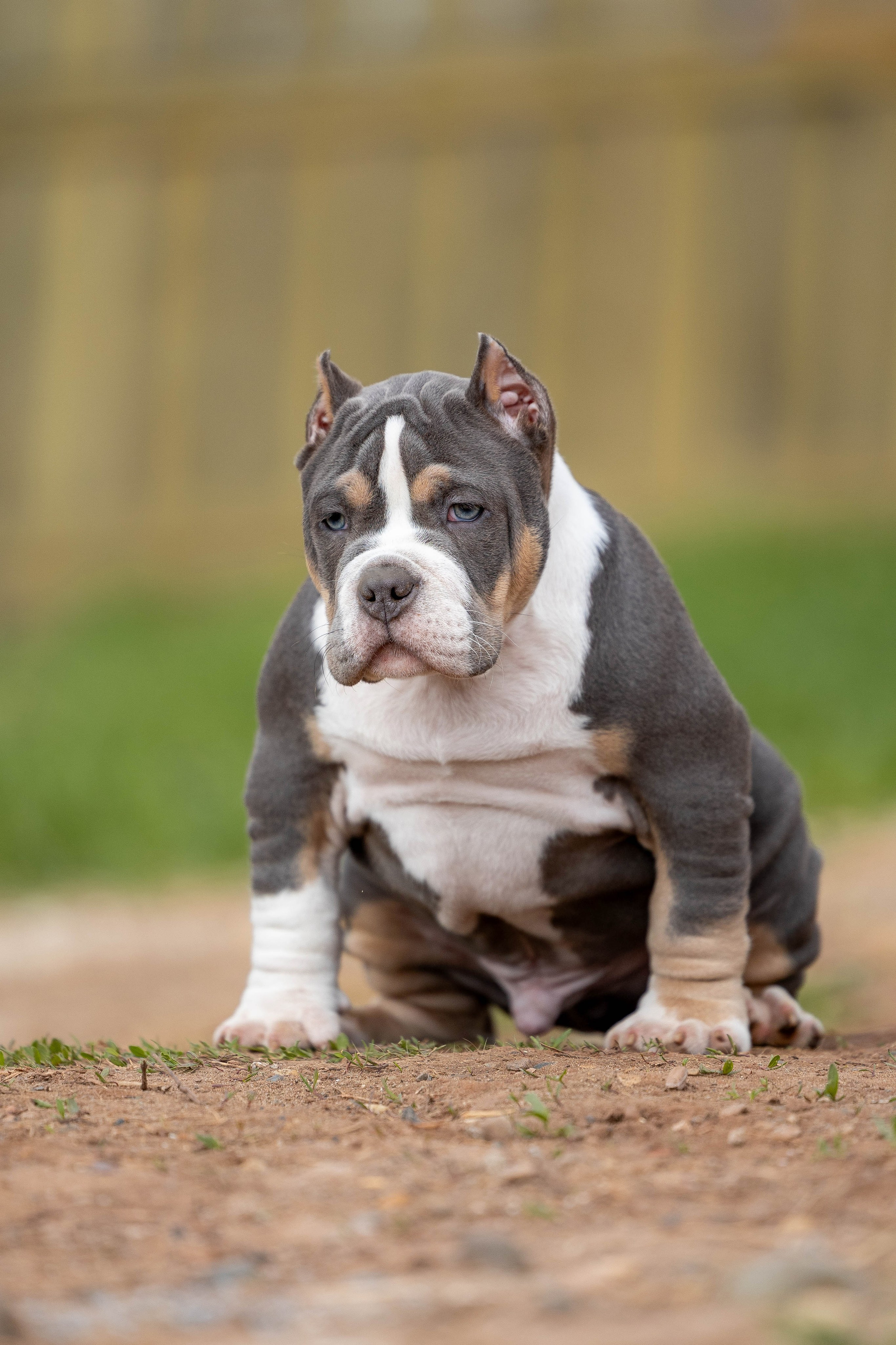 Щенки булли. Фотограф Анималист в Перми Анастасия Остерман