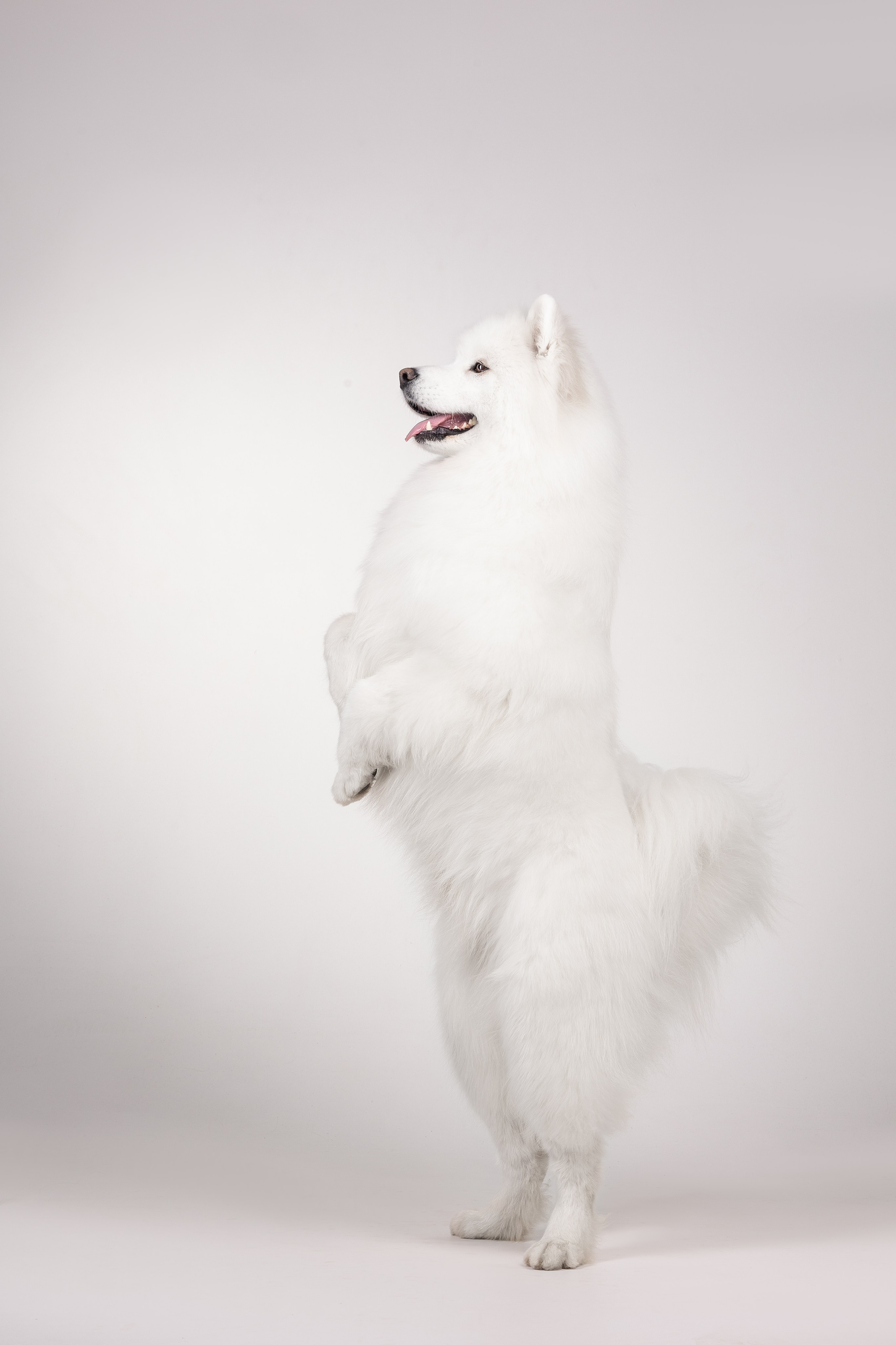 Самоеды в студии. Фотограф анималист в Москве Майорова Евгения