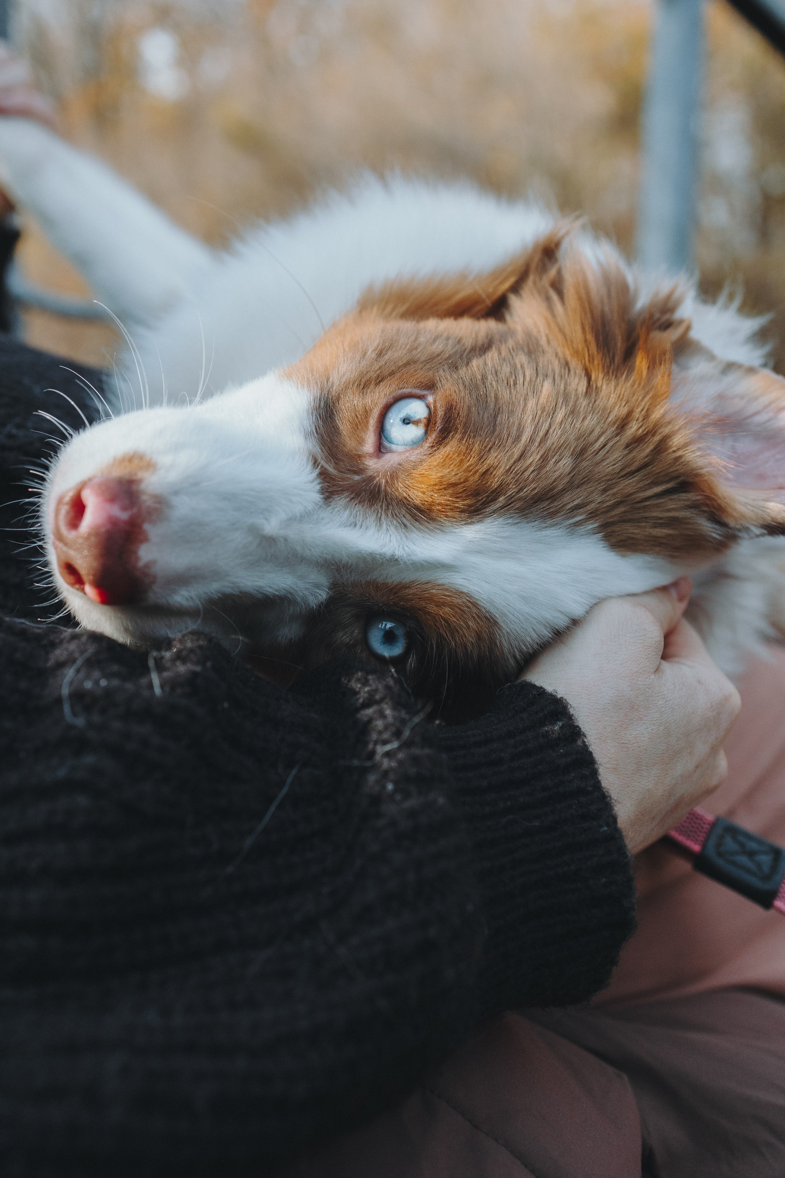Фотограф — анималист Светлана Кысса|фотограф собак в Краснодаре и Нижнем Новгороде