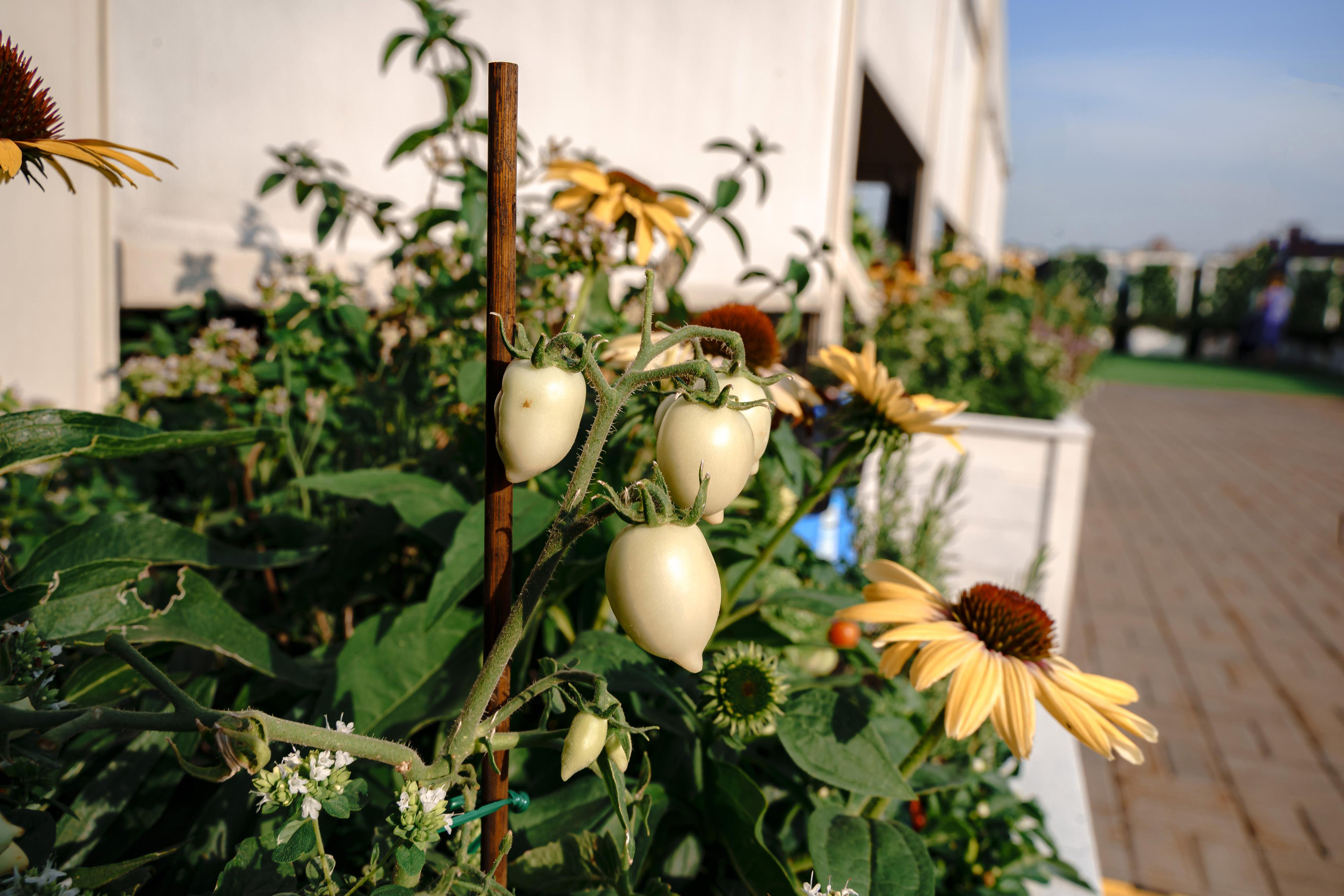 Сергей и Полина. Свадебный организатор в Москве и Санкт-Петербурге Пергаева Ольга