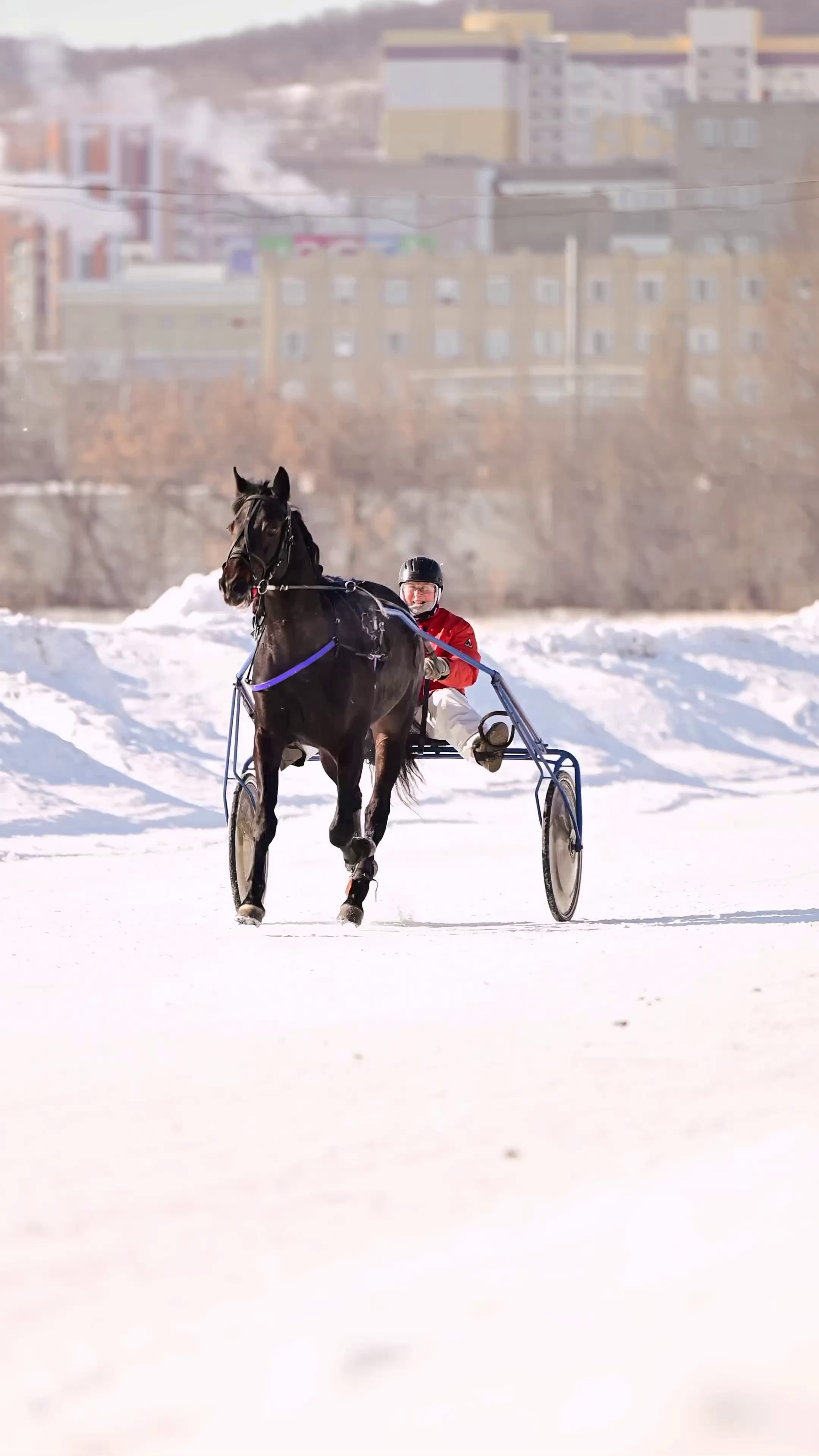 Видео Конкур|Рысистые бега. Мила Астахова