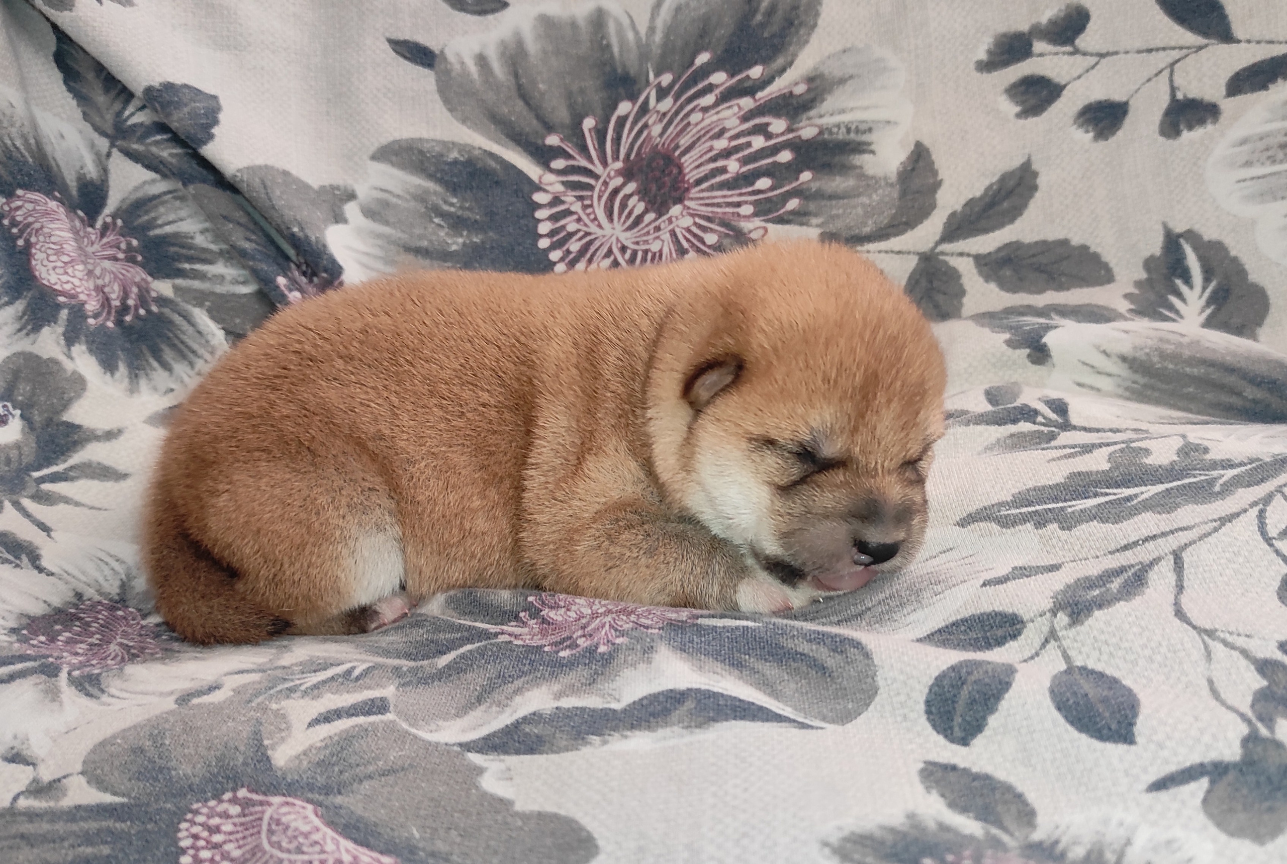 сиба питомник Рубилайт щенки на продажу rubylight  сиба щенки купить СПб Санкт-Петербург 