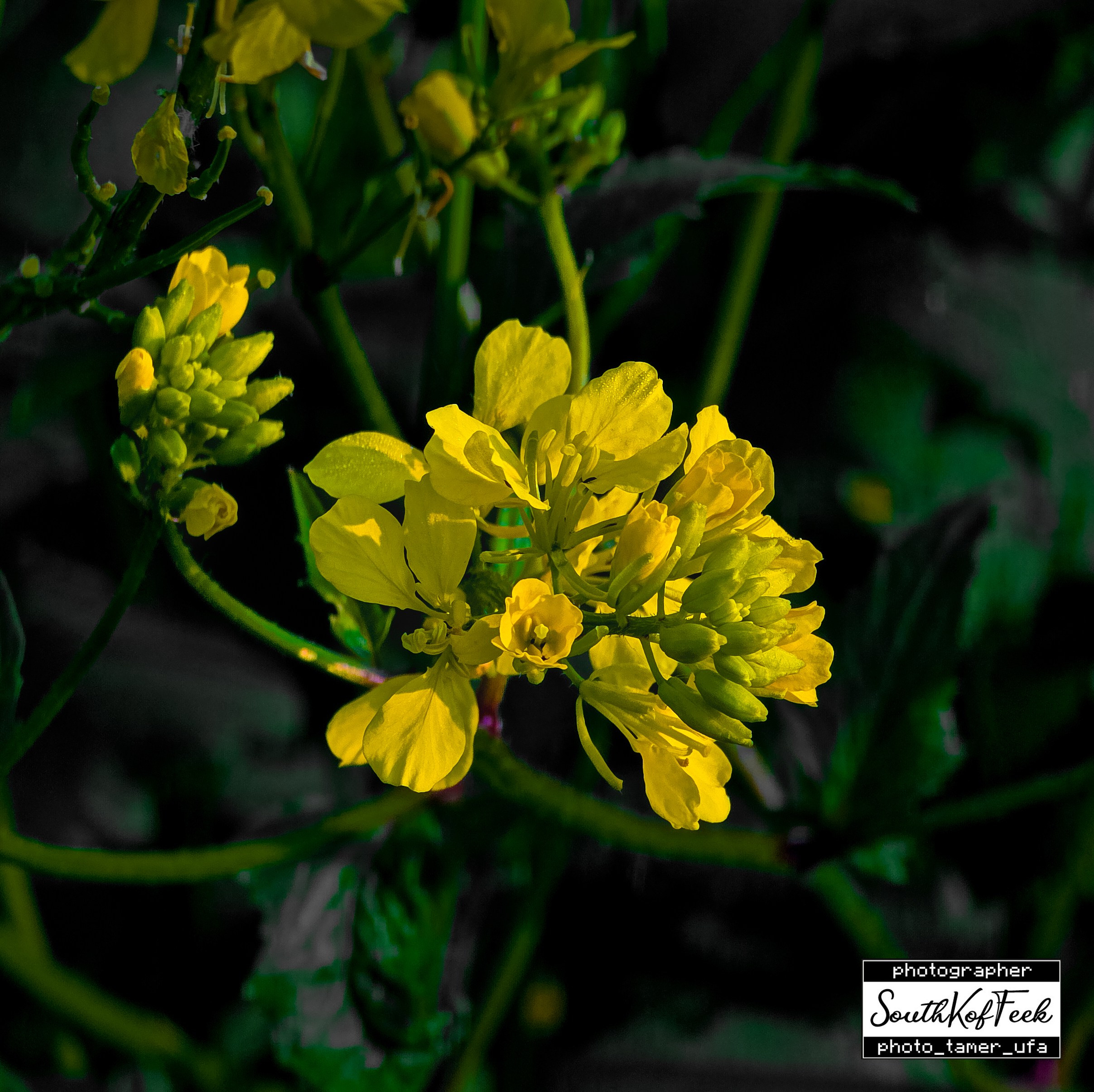 Цветы?. Photo Tamer Ufa