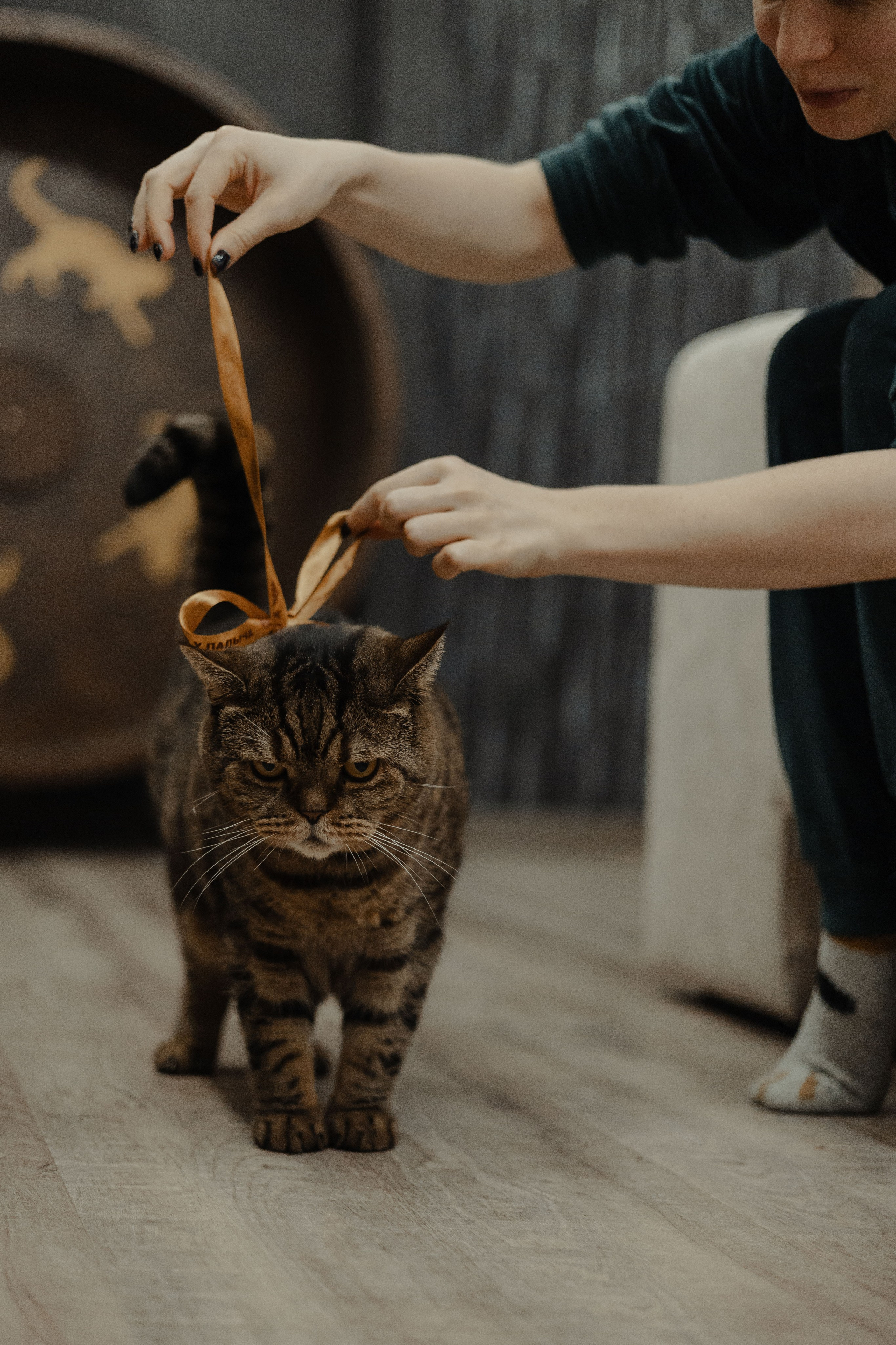 Иксик, Маффин и Надя. Фотограф Анималист Екатерина Справцева в Нижнем Новгороде