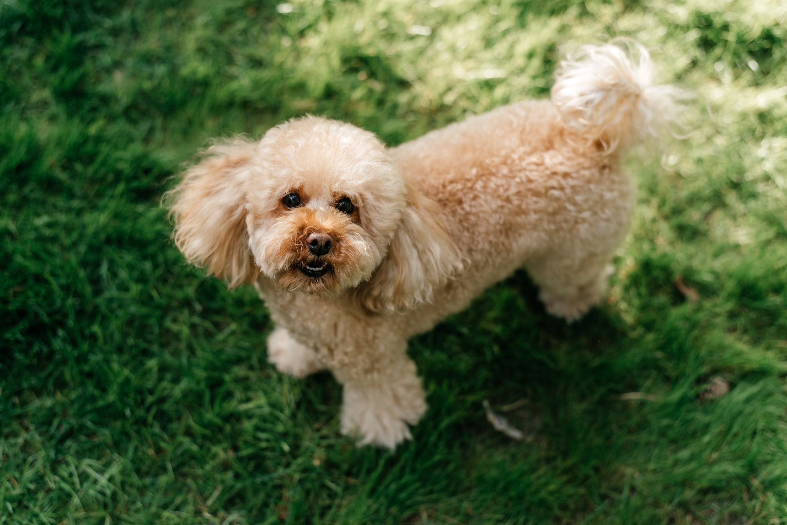 Family. Костюшко Кристина — семейный и свадебный фотограф в Минске