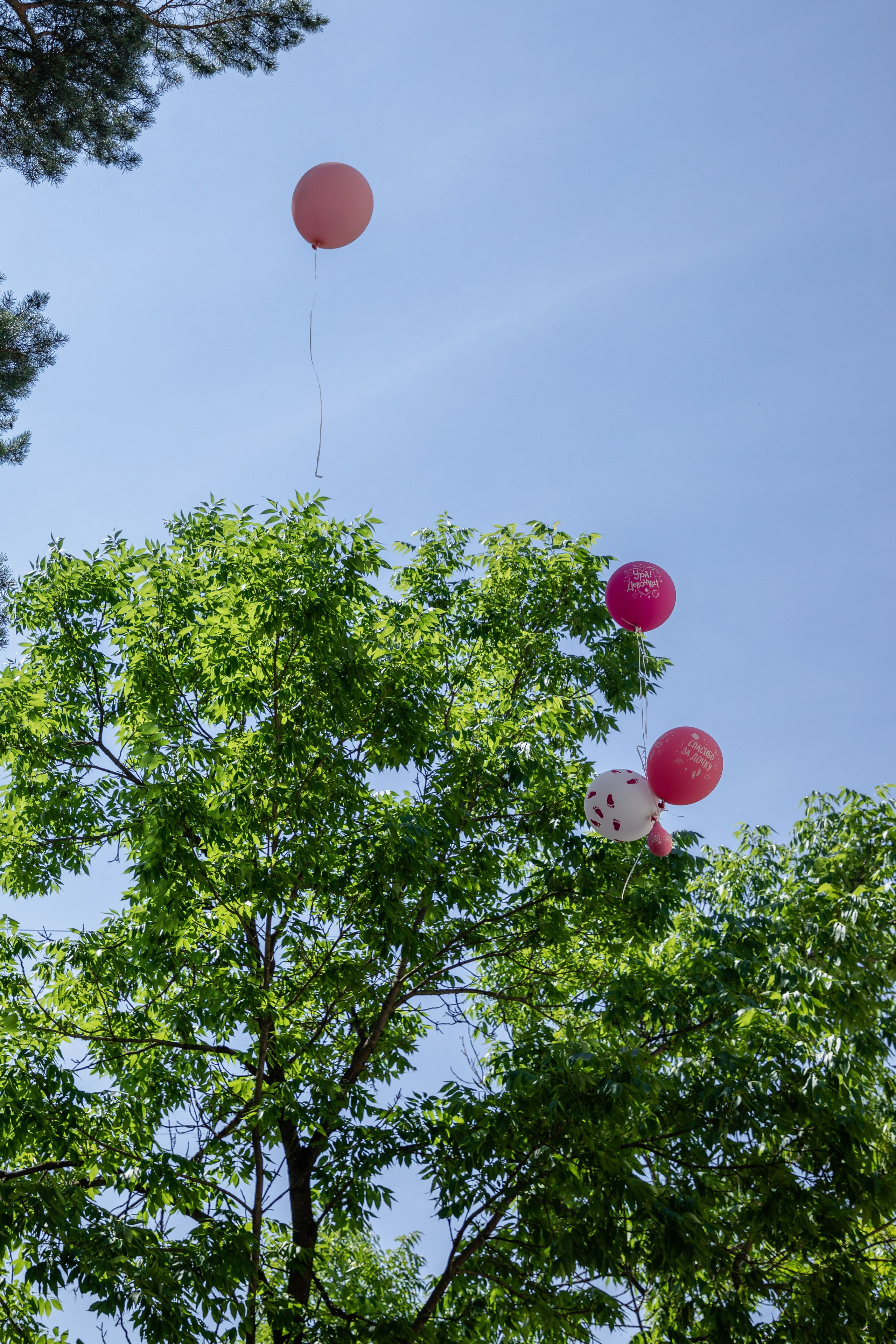 Выписка из роддома. Свадебный, семейный, школьный Фотограф и видеограф Худаноговы Александр и Ирина г. Зеленогорск, Красноярск