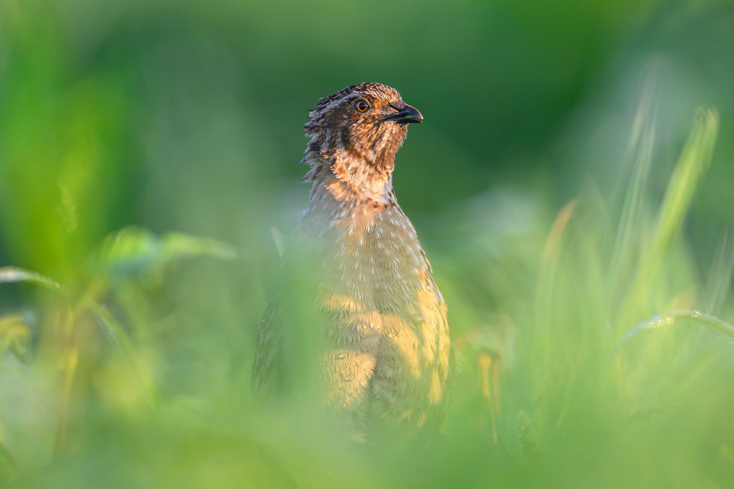 Перепела часть V. Wildlife photography by Sergey Puponin