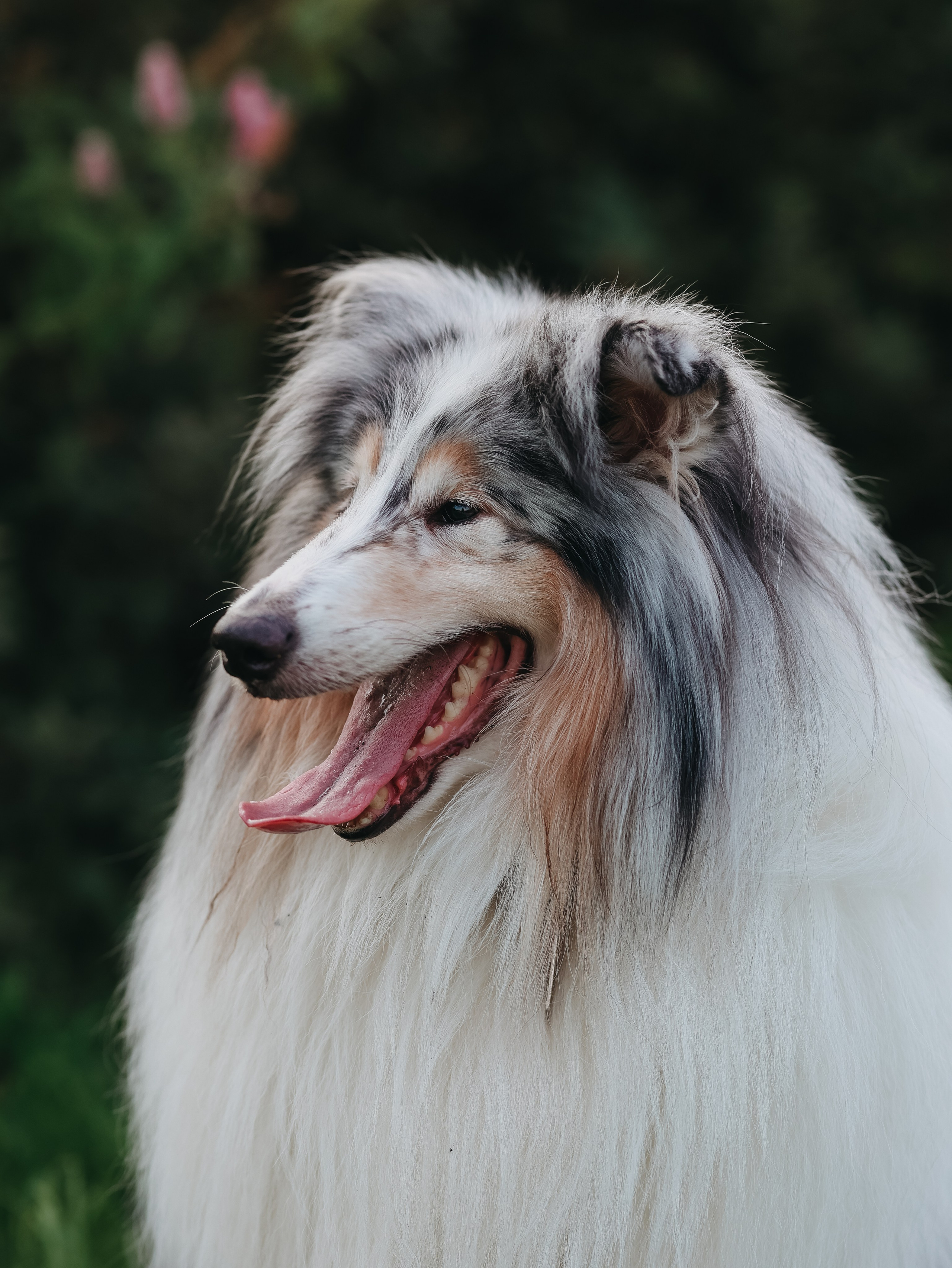 Гранд и Инга. Фотограф-анималист в Москве Кириллова Татьяна