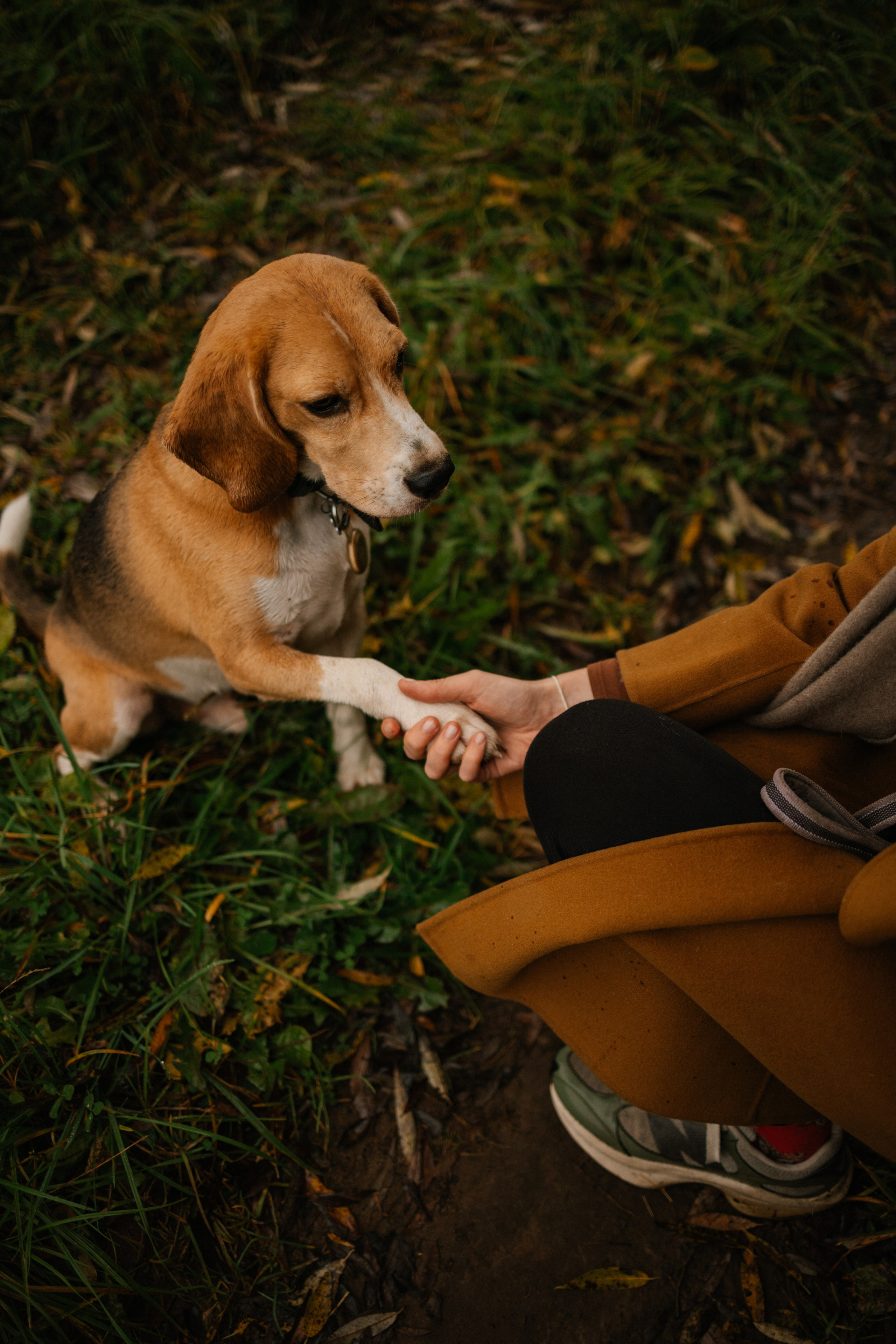 Лена и Тайгер. Фотограф — Анималист | Санкт-Петербург