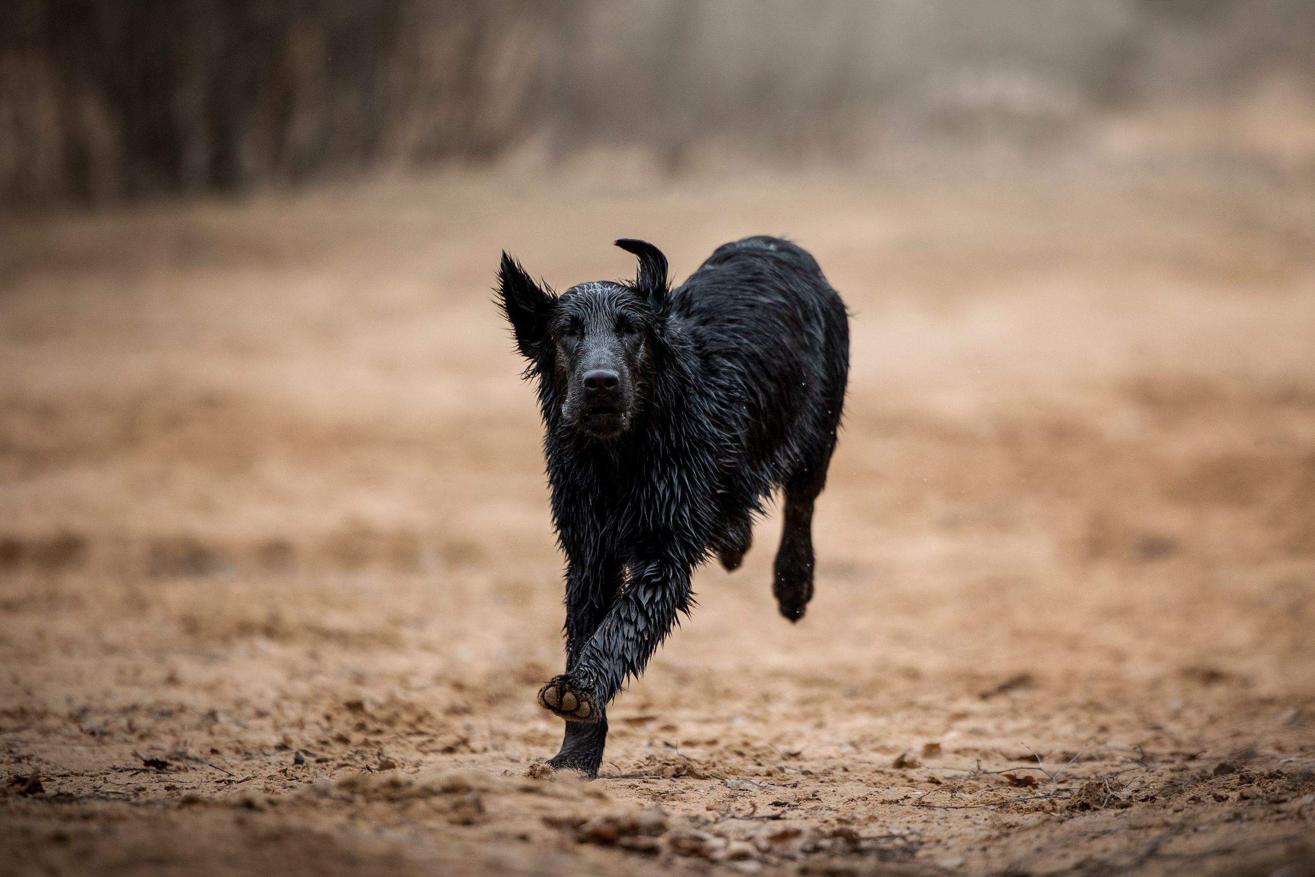 Ора, Ева, Рози и их семья. Фотограф — Анималист | Санкт-Петербург