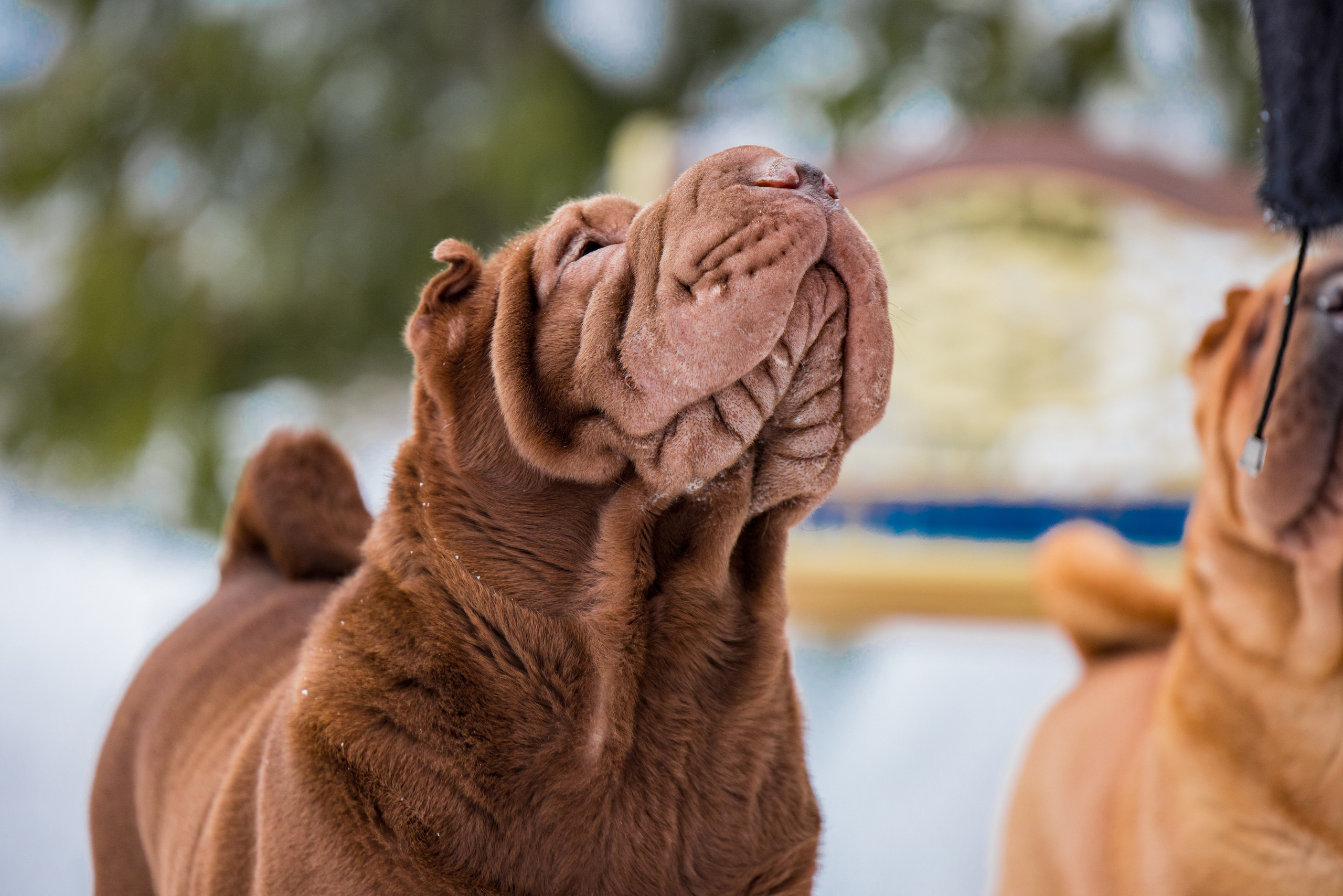 В гостях у шарпеев 16.01.2024. Фотограф-анималист Юлия Германика