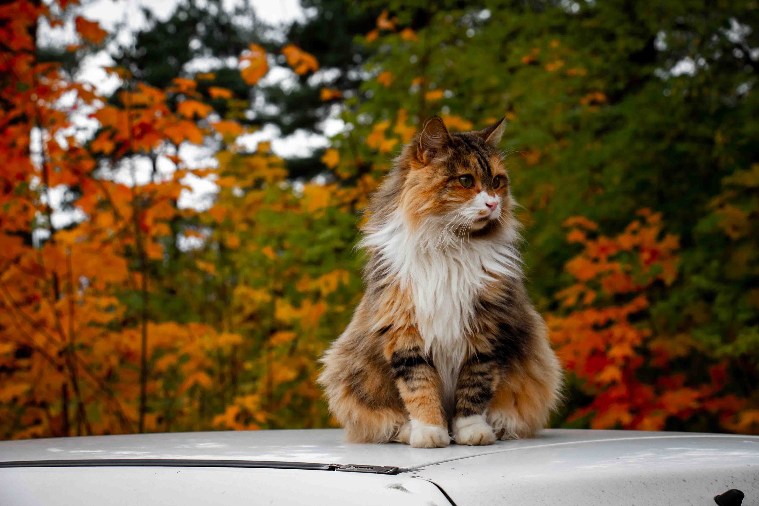 Осеннее настроение. Александр Попов