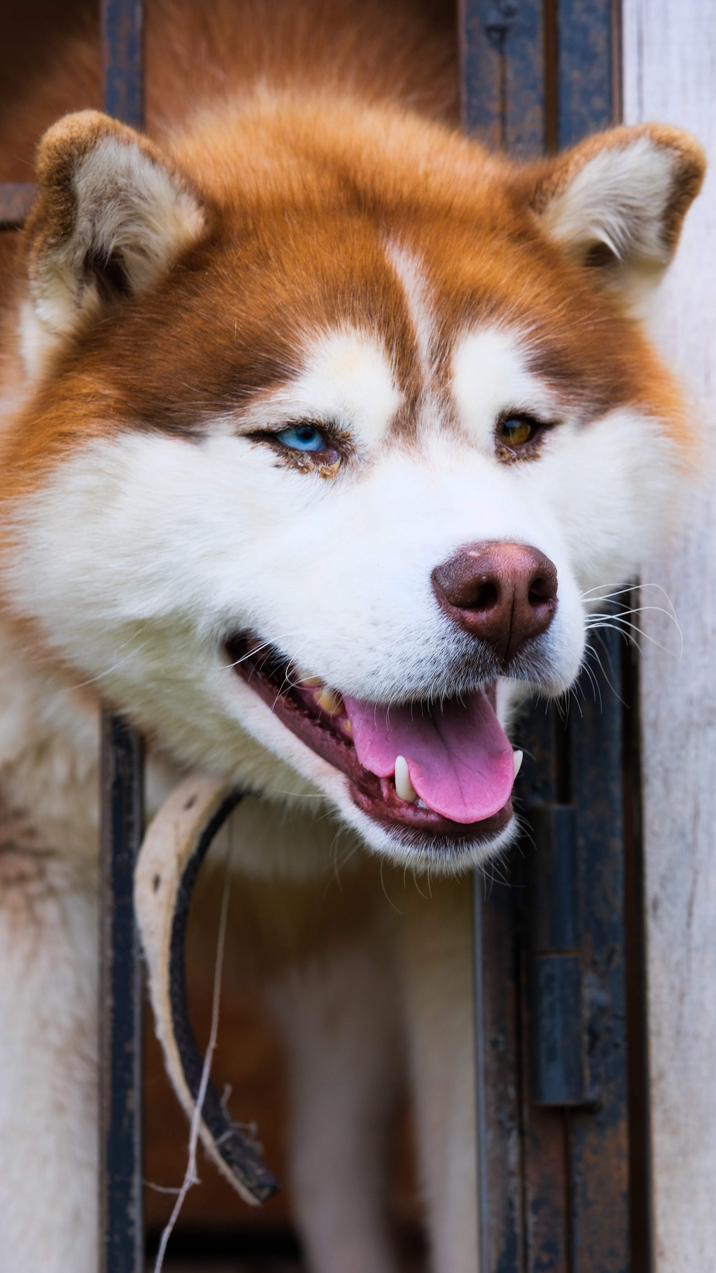 Приют Хаски. KRUTOVA_фотографирую жизнь