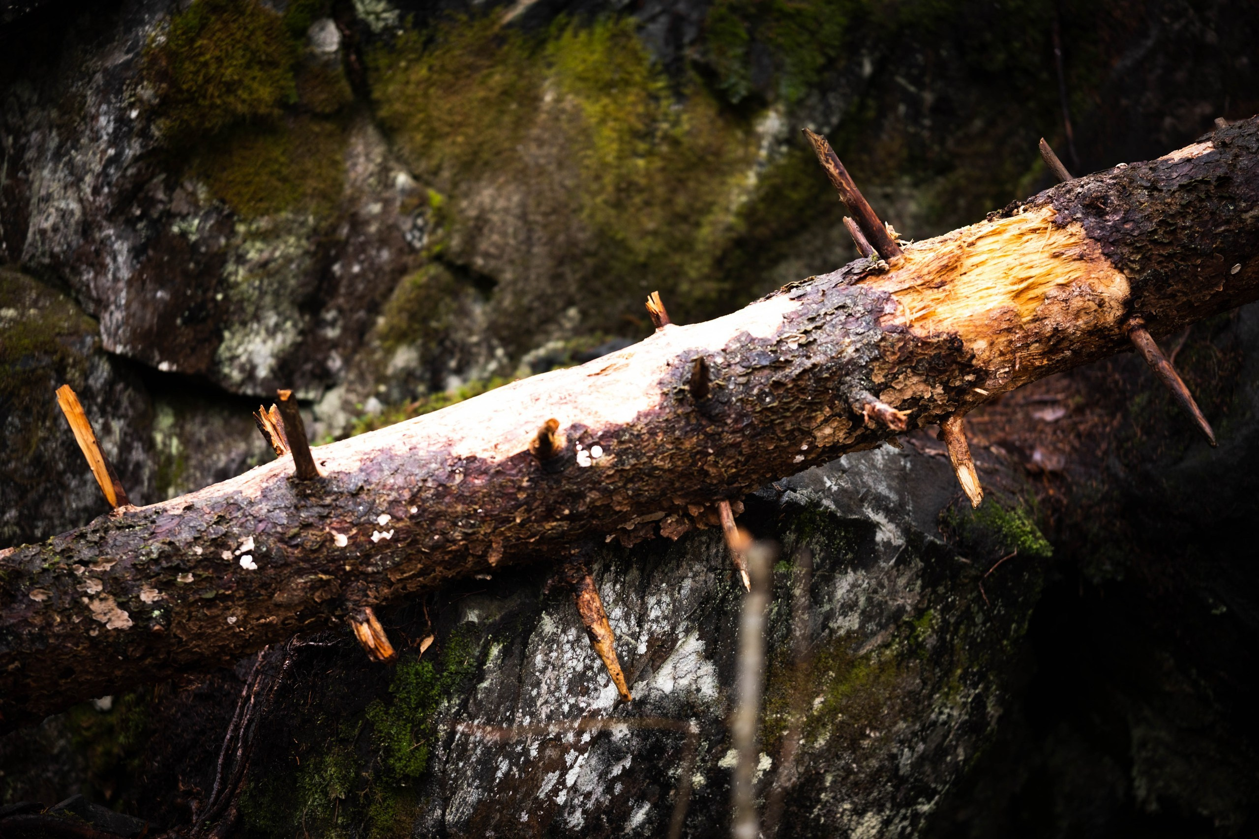 Чем дальше в лес. KRUTOVA_фотографирую жизнь