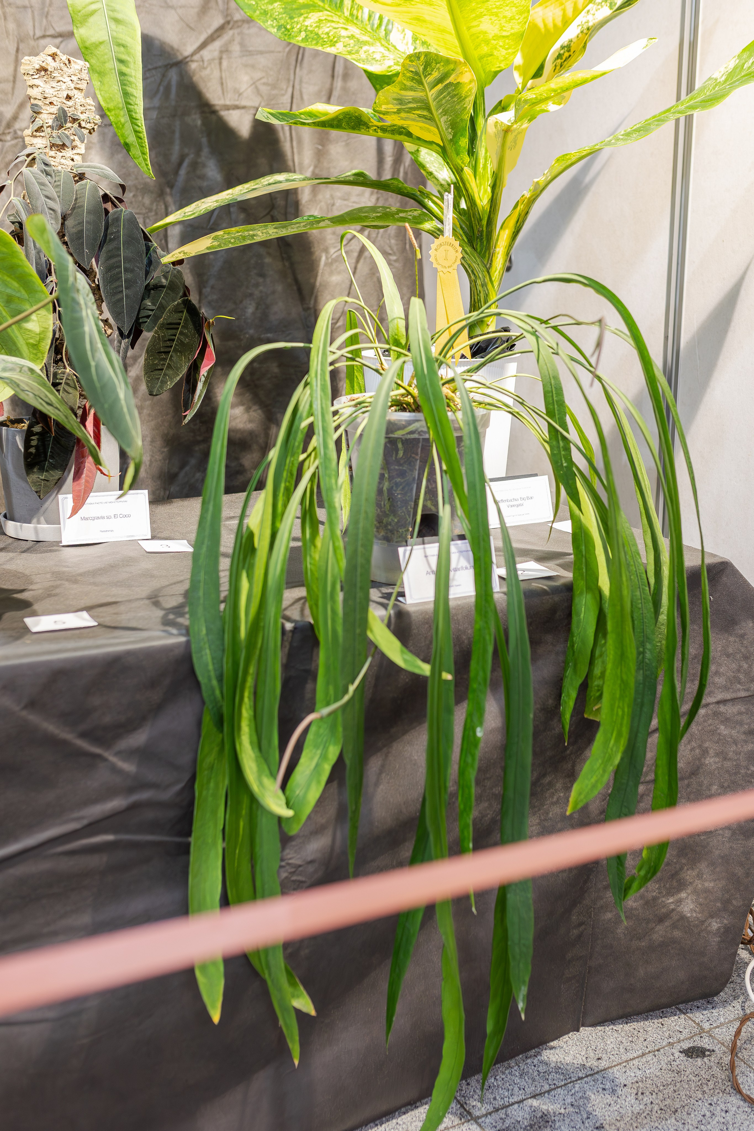 Монстериум апрель 2026. Александра Куликова фотограф, Москва