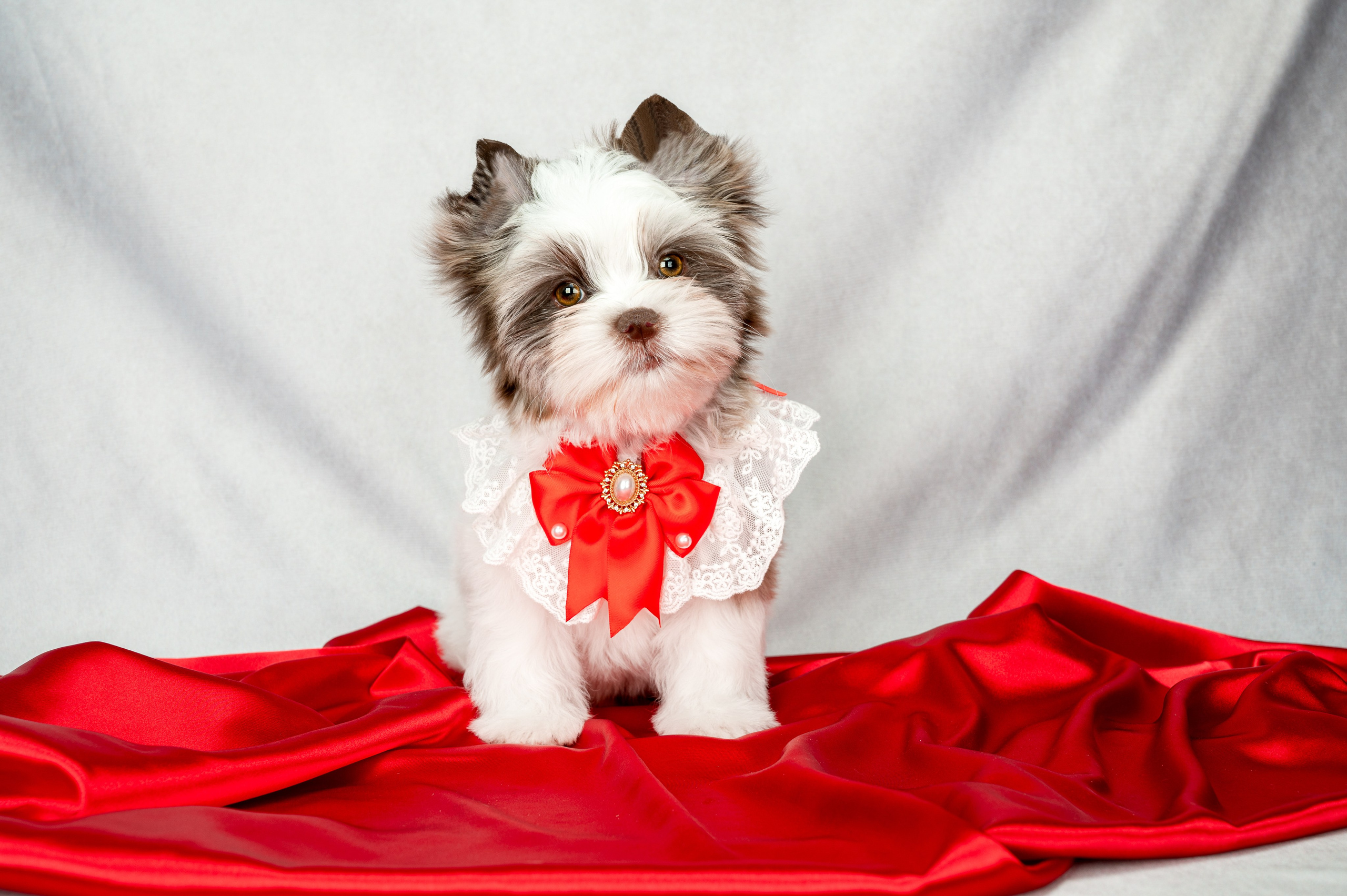 Собаки. Фотограф-анималист в СПб