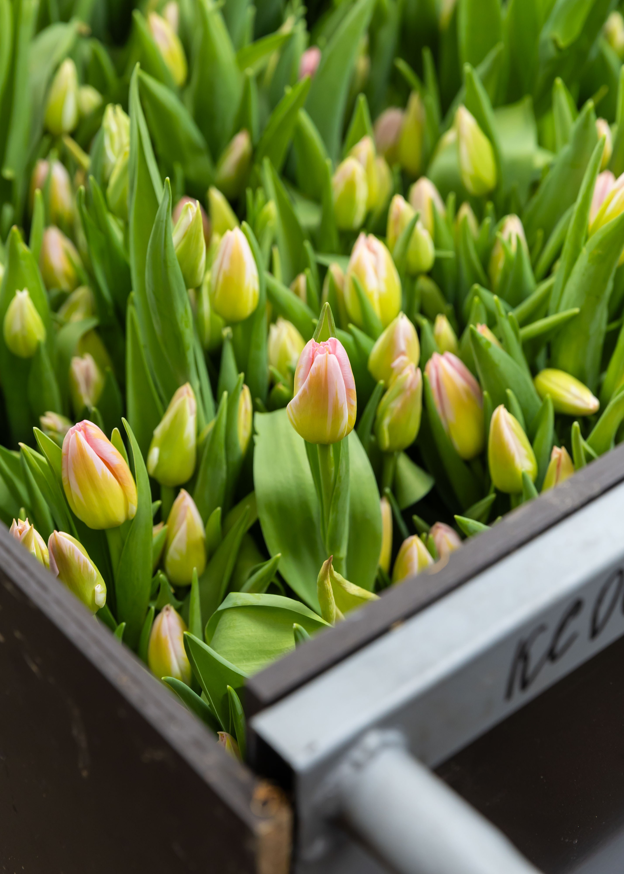 26.02.2026 Цветополис. ФОТОГРАФ ВИНОГРАДОВА ДАРЬЯ