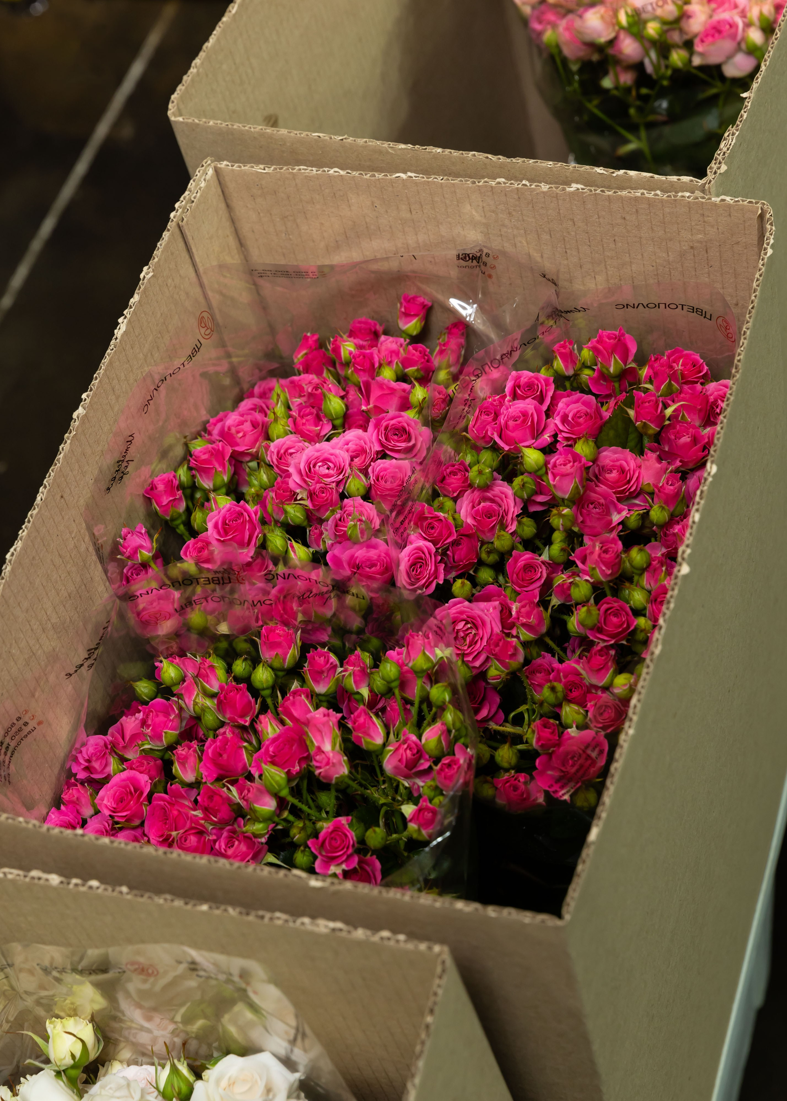 26.02.2026 Цветополис. ФОТОГРАФ ВИНОГРАДОВА ДАРЬЯ