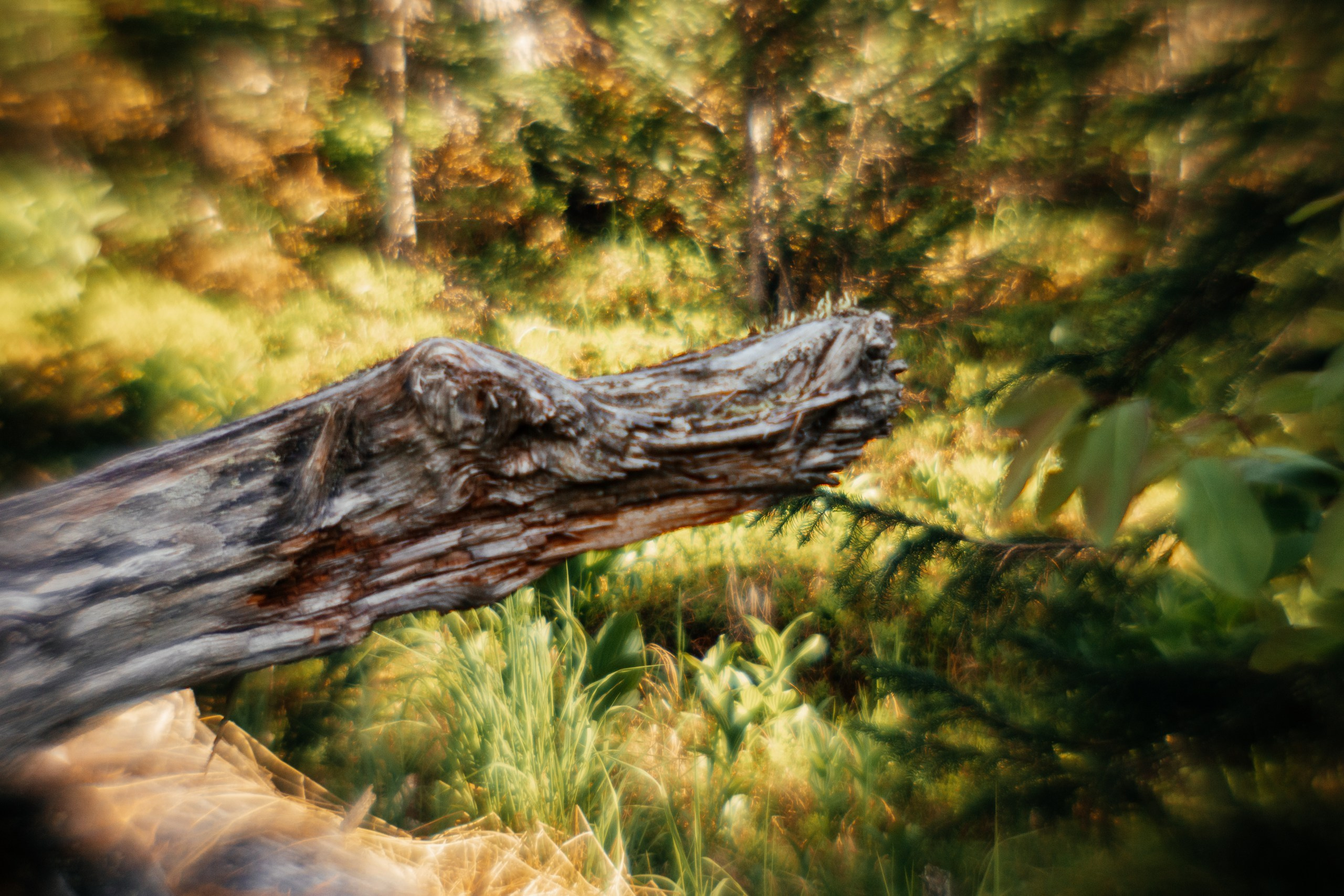 Ловец снов. Фотограф в Красноярске Оксана Корчагина