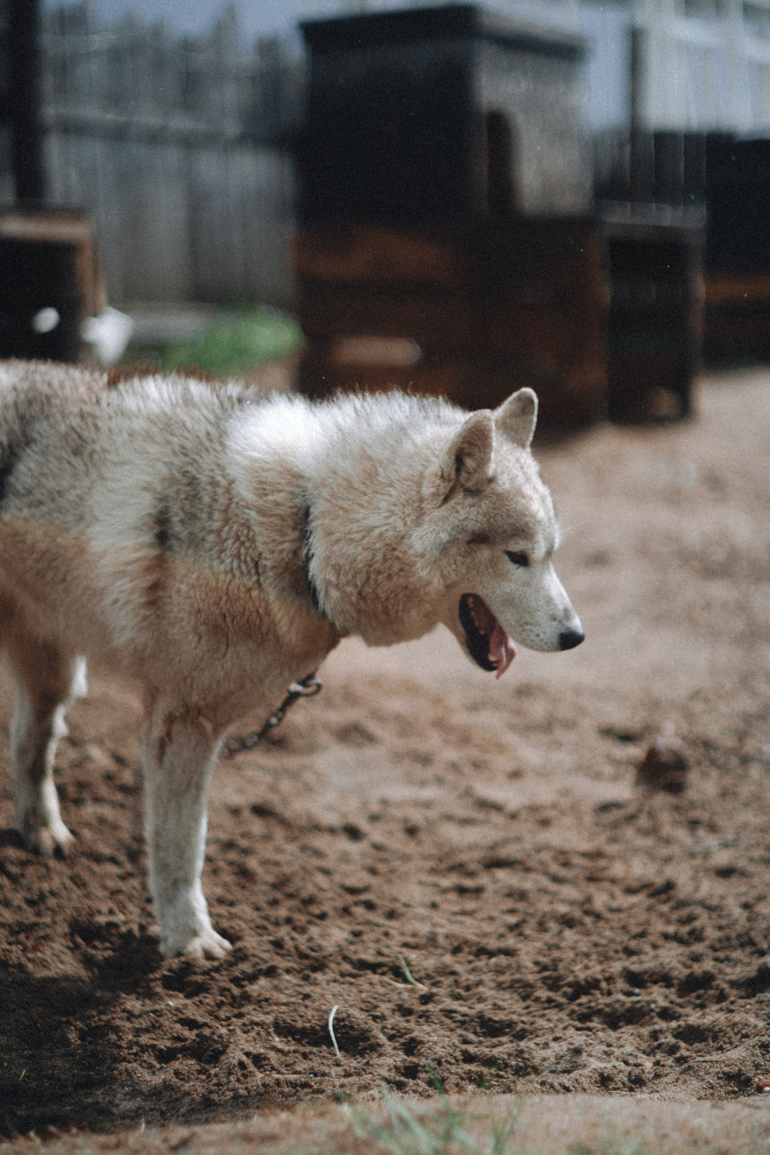 Териберка, Мурманск. Фотосъёмка для компании по организации туров в коллаборации с Яндекс 360