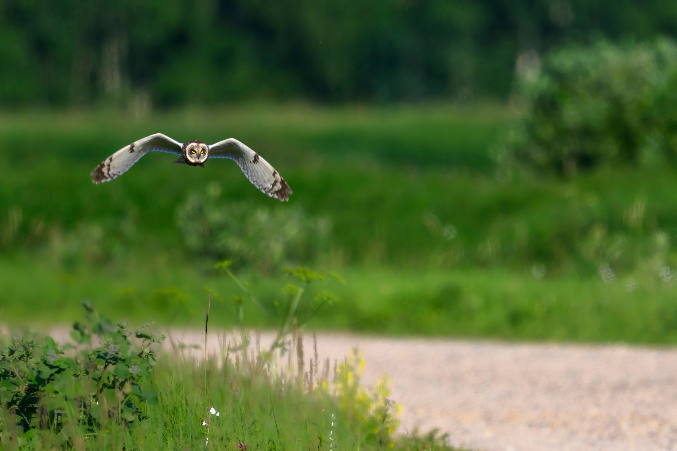 Совы и веретенники. Фотограф Сергей Пупонин
