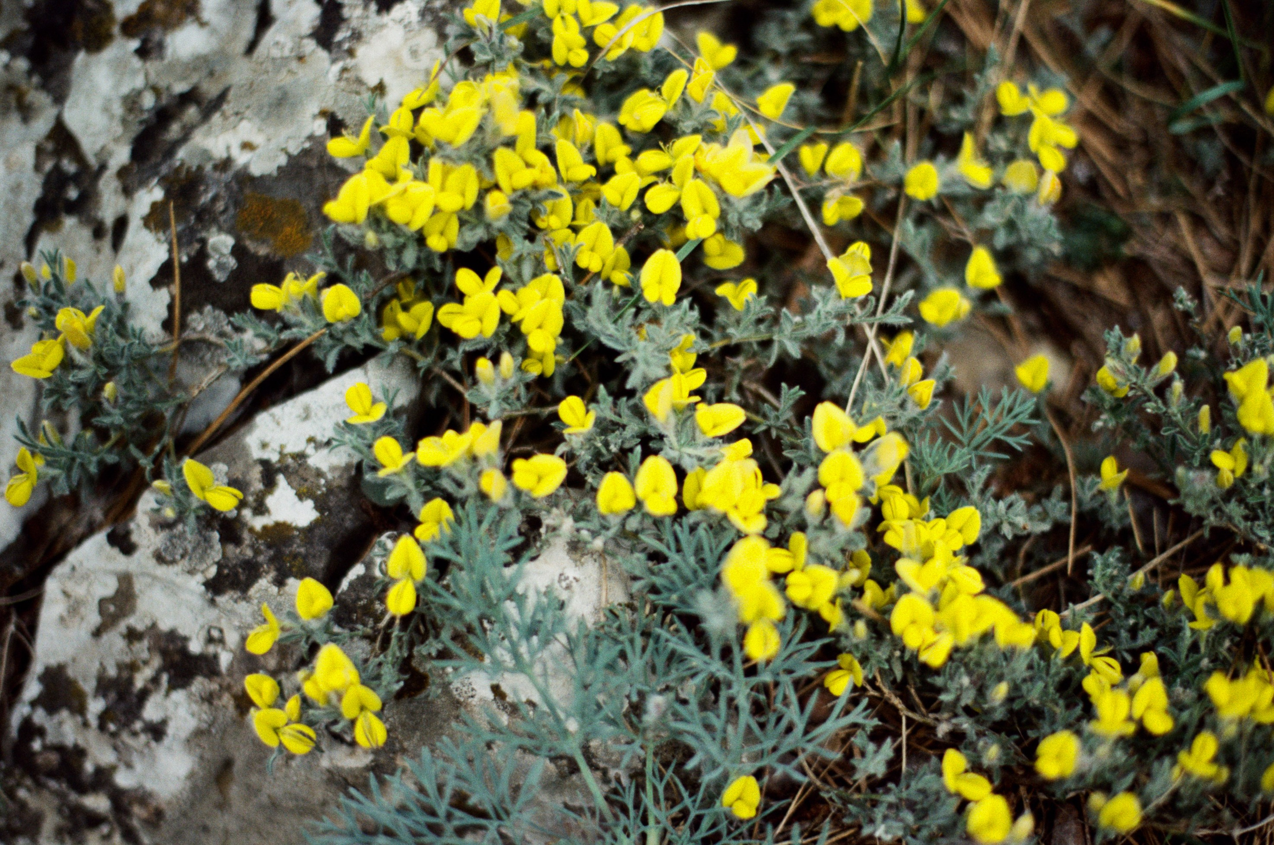 Silver strings // ukraine, crimea VIII. EVER EXPOSED