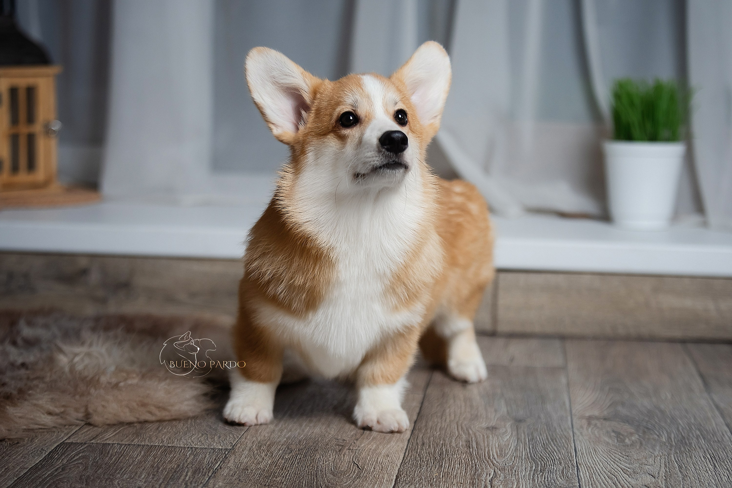 А — Кола и Цесей. Kawaii Kuma питомник собак пород Корги пемброк, Акита ину, Сиба