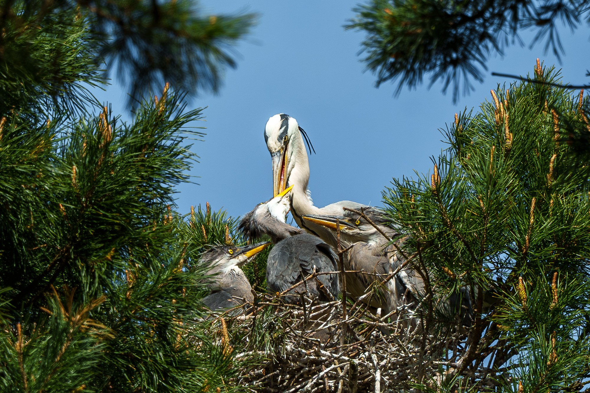 Удивительные мир птиц. Вокруг нас столько прекрасного — присмотритесь!. Ваш личный фотограф Марина Волкова