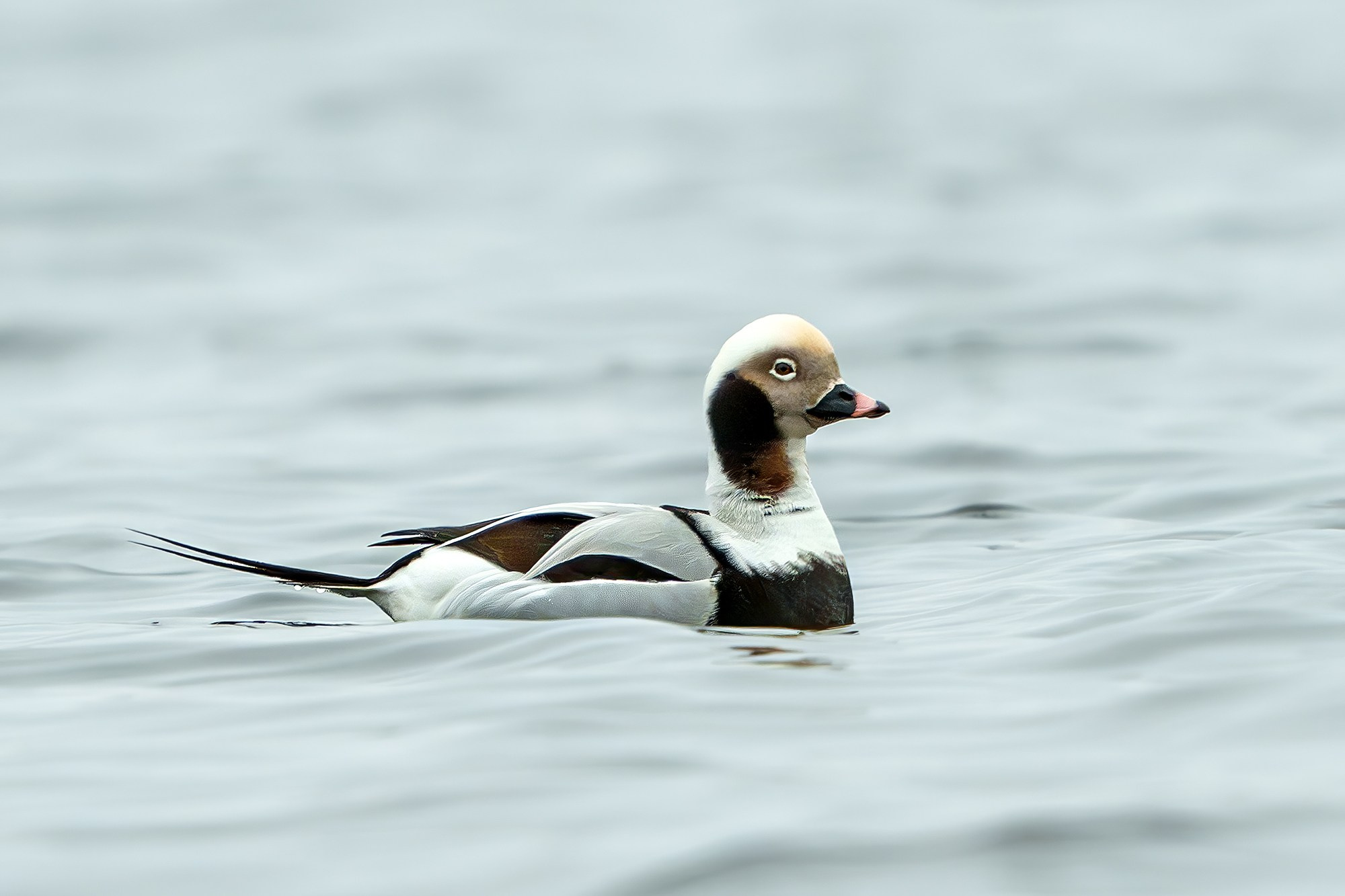 Удивительные мир птиц. Вокруг нас столько прекрасного — присмотритесь!. Ваш личный фотограф Марина Волкова