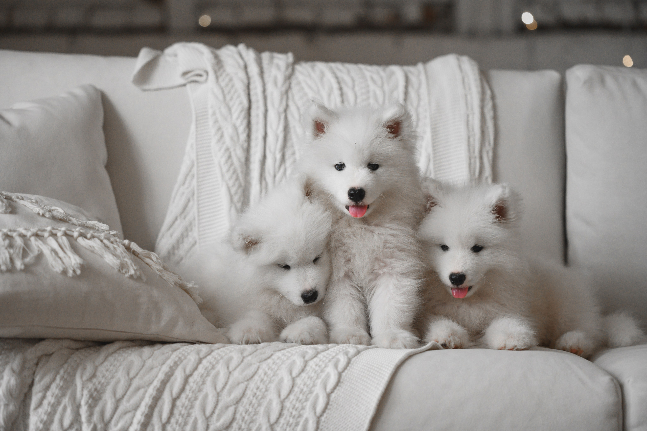 Невероятная семья). Фотограф г. Хабаровск