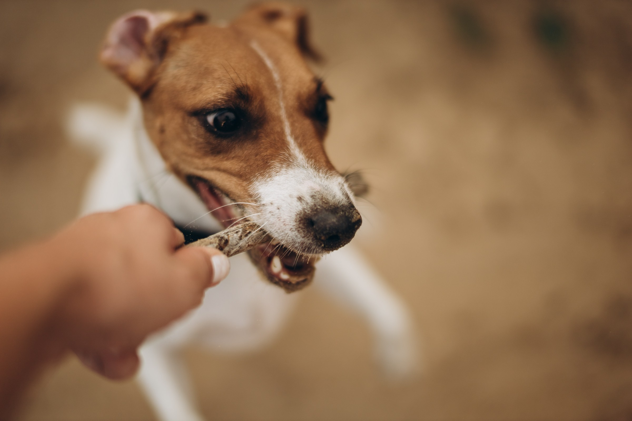 Саша Алина Алиса. Семейный фотограф в Волгодонске Краченцева Анна