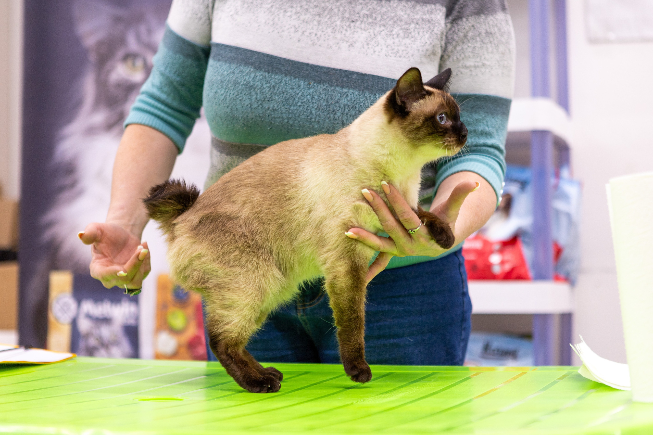 Кошки. Фотограф Яна Матвеева в Ижевске