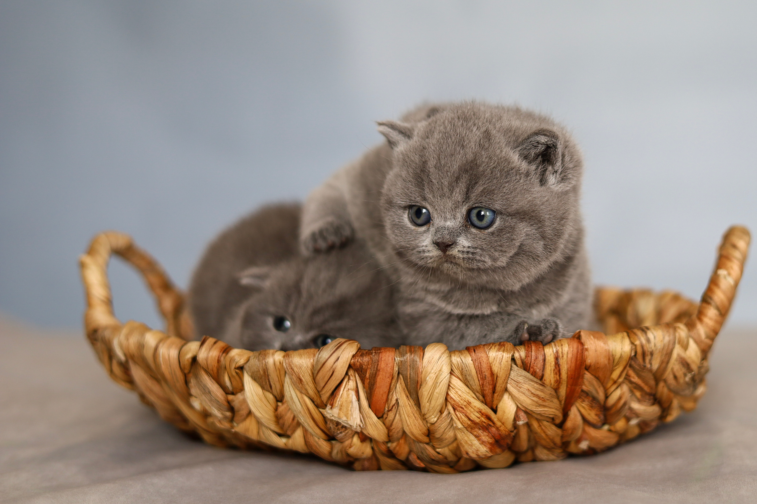 Котята. Фотограф Яна Матвеева в Ижевске