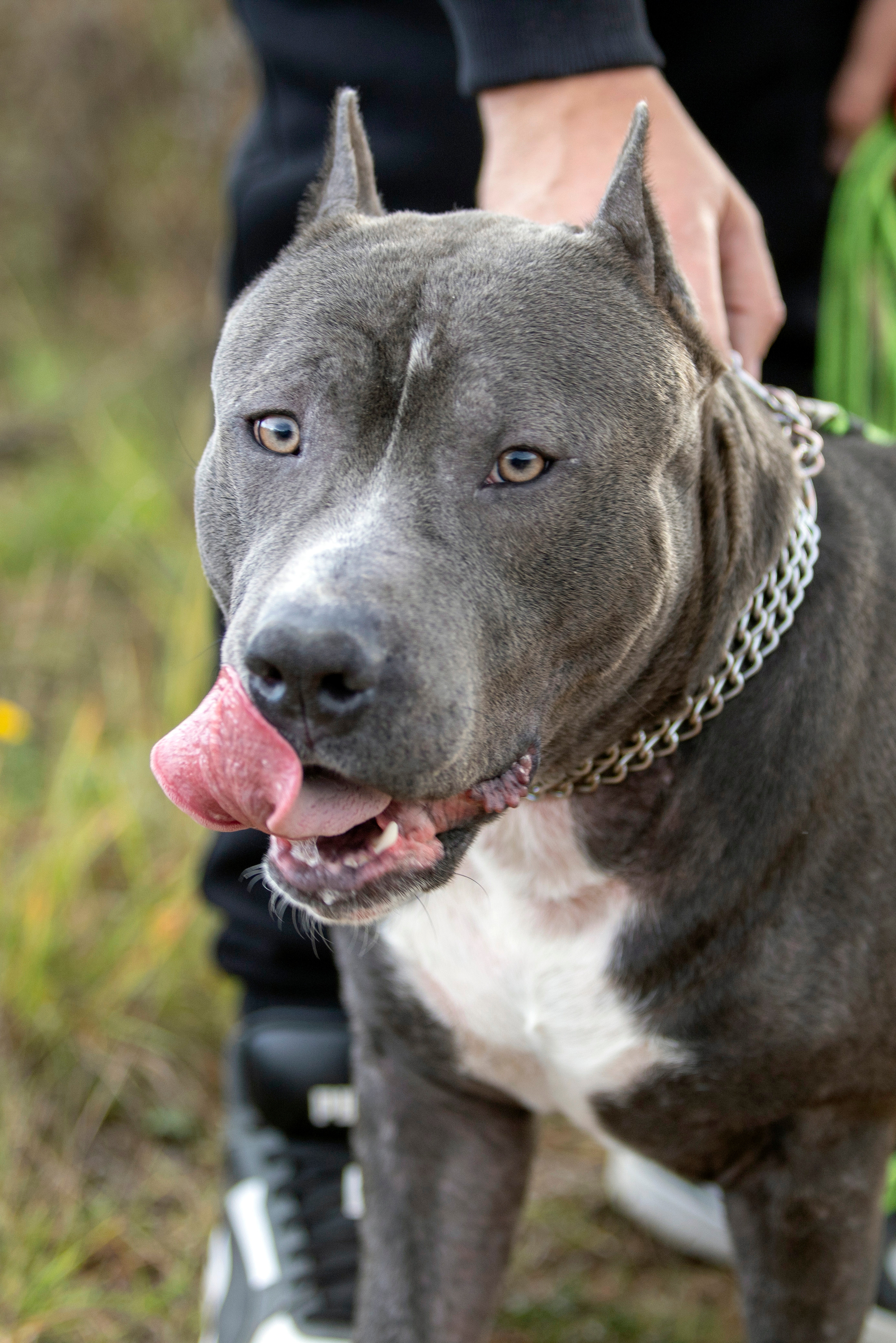 Собаки. Фотограф Яна Матвеева в Ижевске