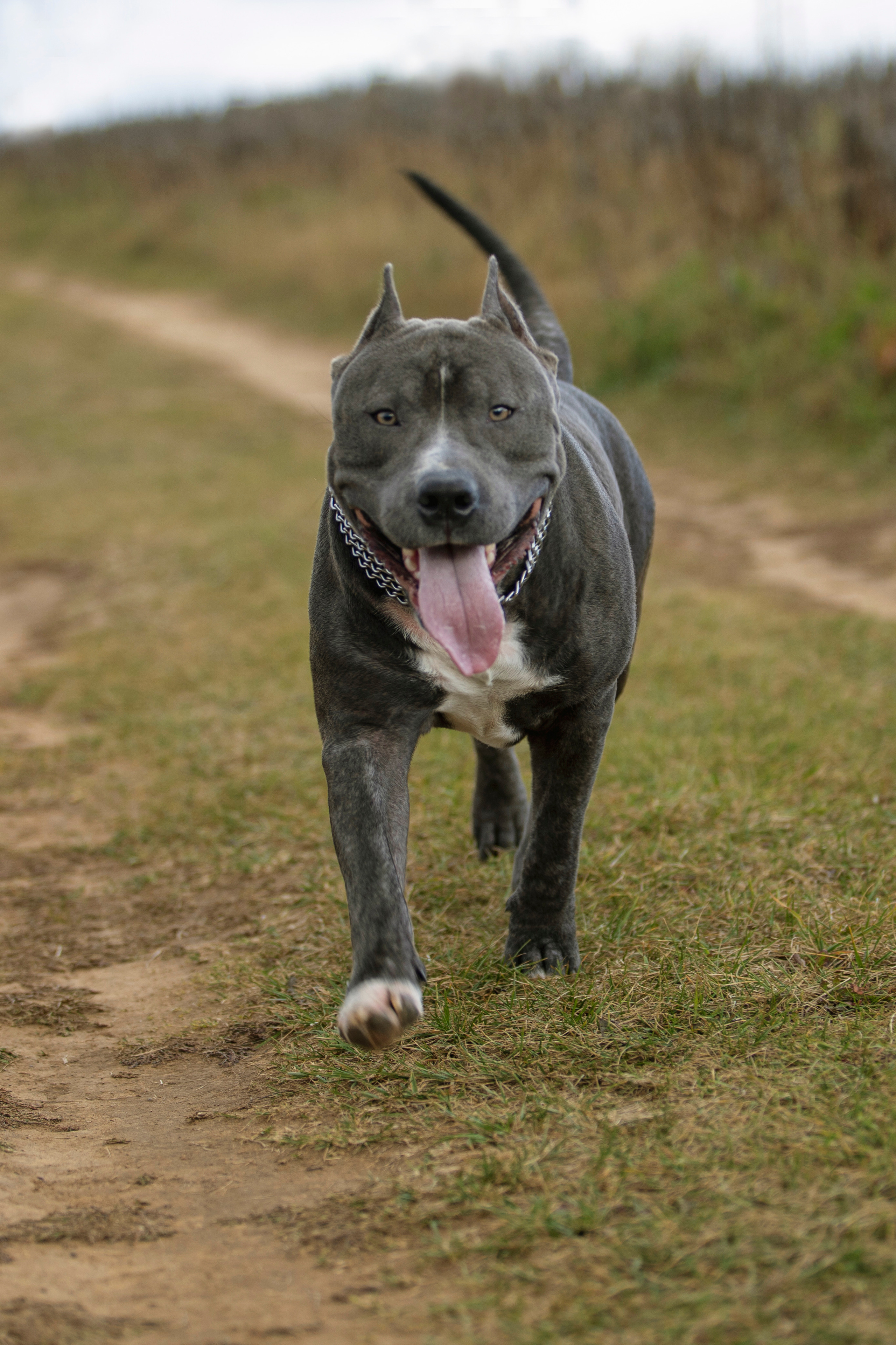 Собаки. Фотограф Яна Матвеева в Ижевске