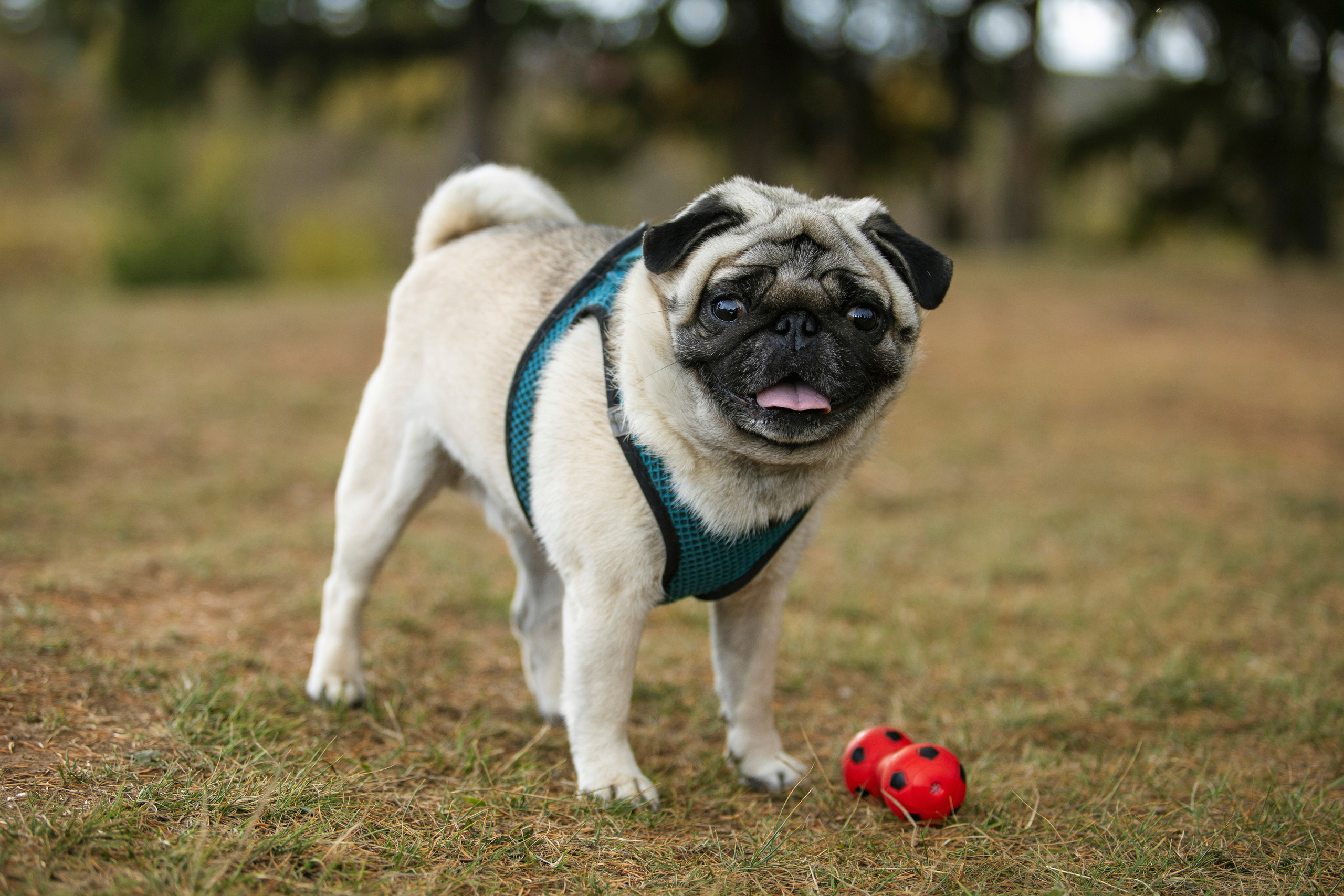 Собаки. Фотограф Яна Матвеева в Ижевске