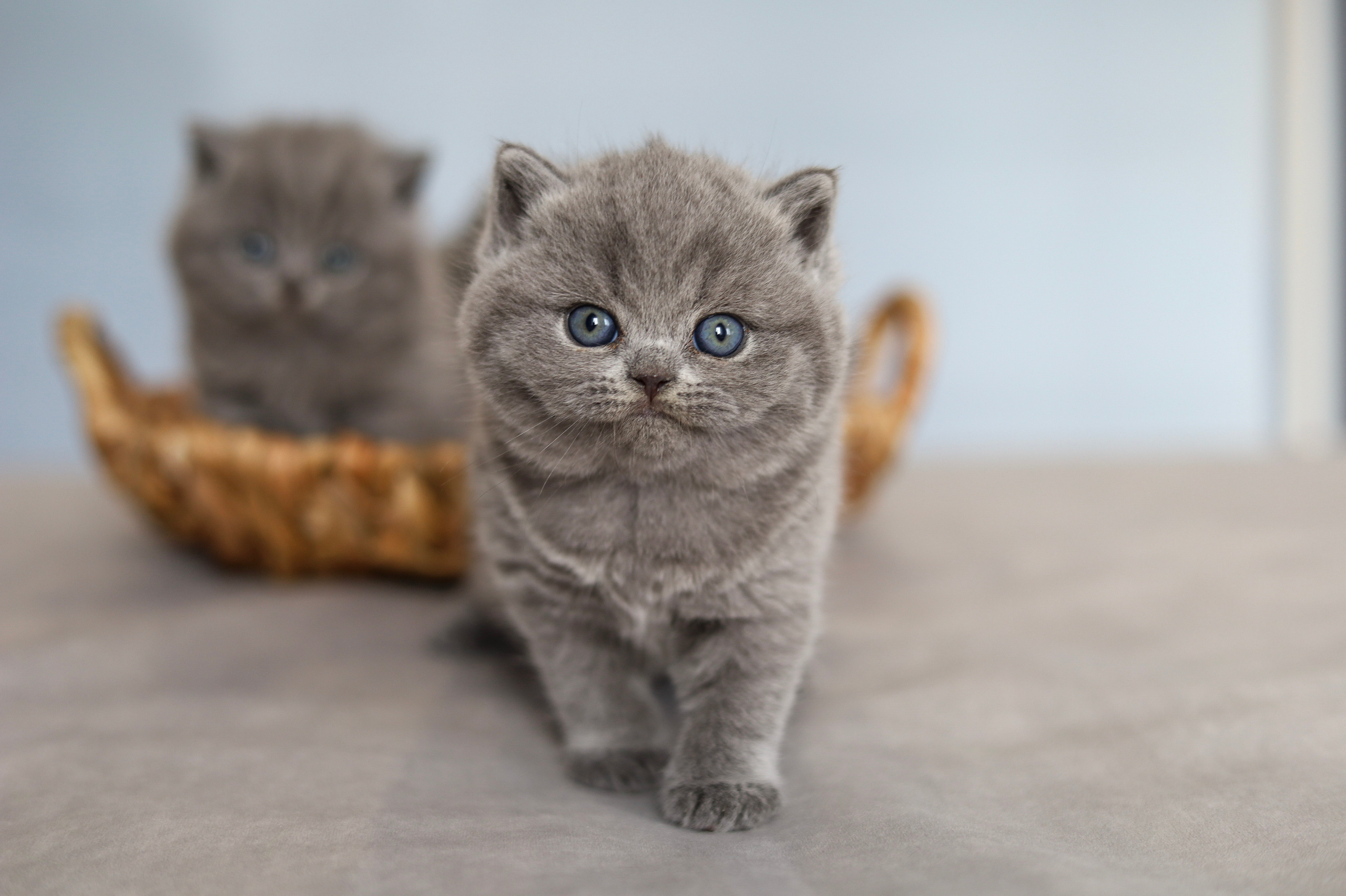 Котята. Фотограф Яна Матвеева в Ижевске